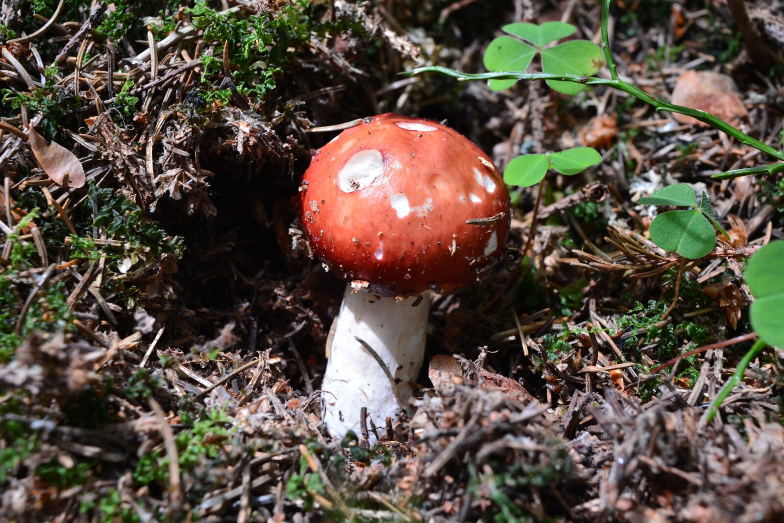 Nikon D5200 sample photo. Fly agaric, toadstool once photography