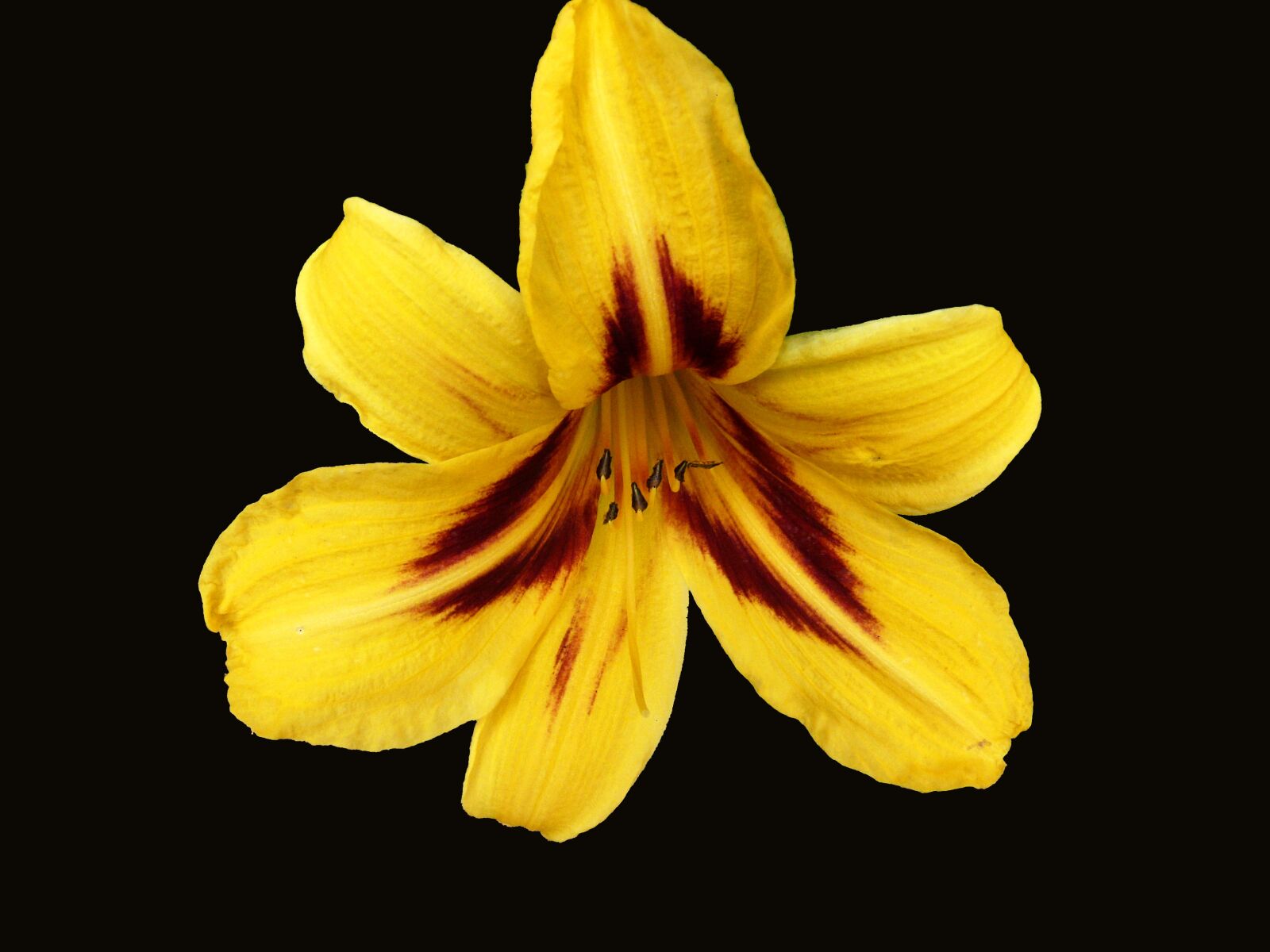 Panasonic DMC-FZ18 sample photo. Flower, bloom, petals photography