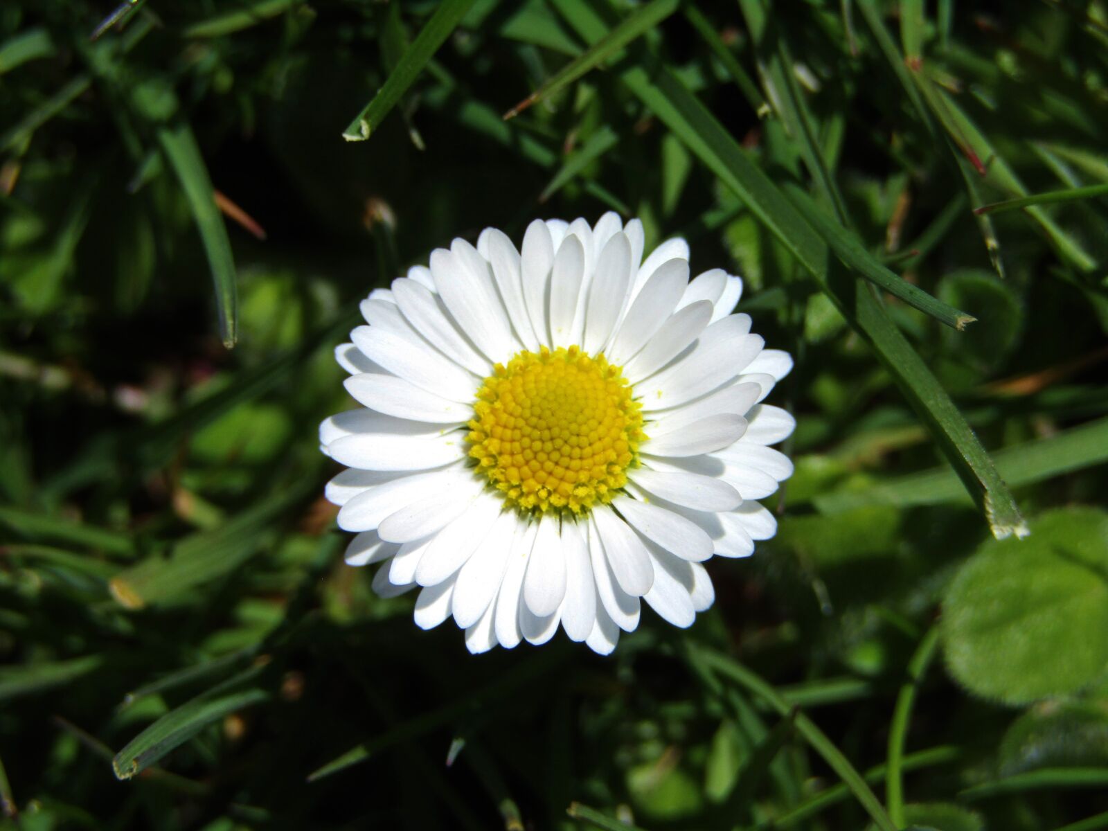 Canon POWERSHOT SX432 IS sample photo. Daisy, marie flower, yellow photography