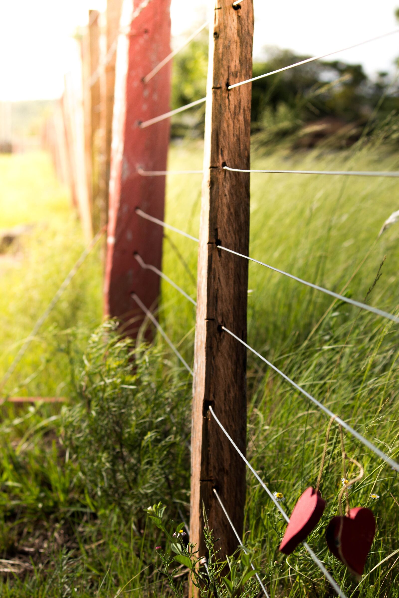 Canon EOS 700D (EOS Rebel T5i / EOS Kiss X7i) sample photo. Nature, hearts, complicity photography