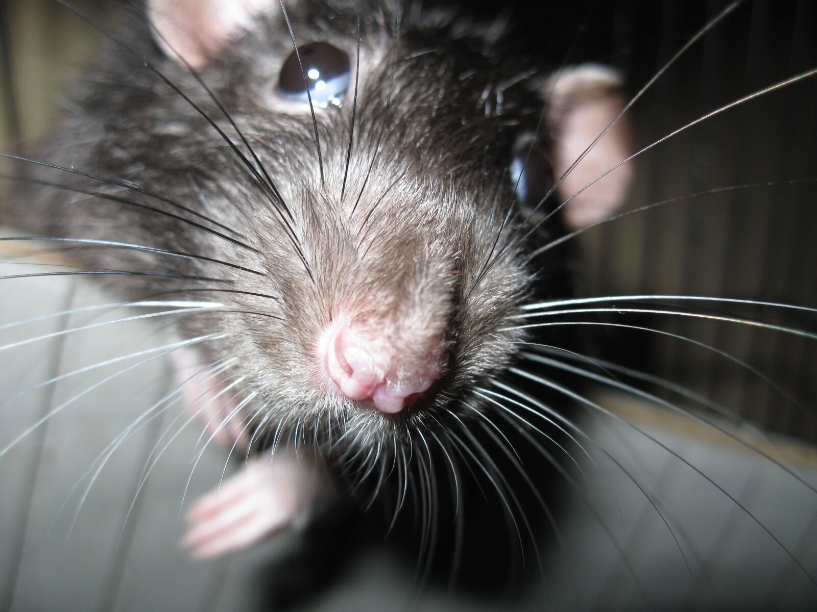 Canon PowerShot A590 IS sample photo. Rat, rodent, nager photography