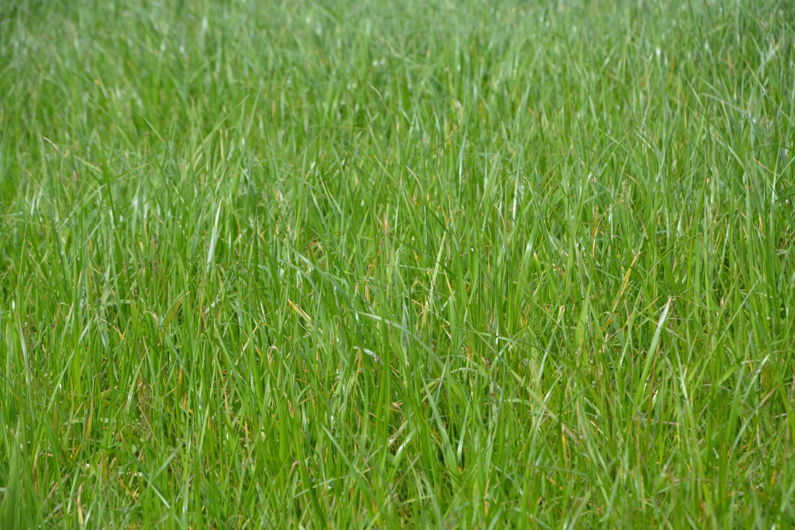 Nikon D5200 sample photo. Grass, lawn, grass growth photography