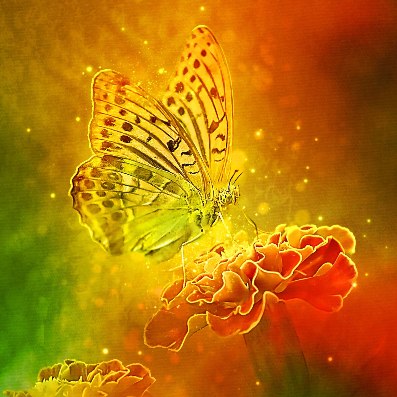 Canon EOS 7D sample photo. Butterfly, nature, flower photography