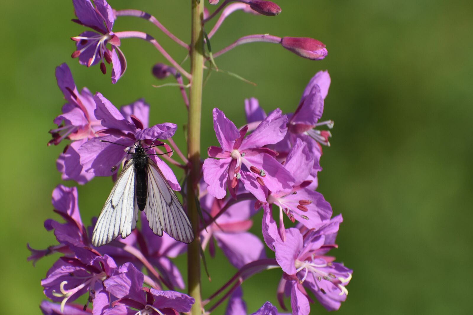 Nikon D3400 sample photo. Butterfly, white, cabbage butterfly photography