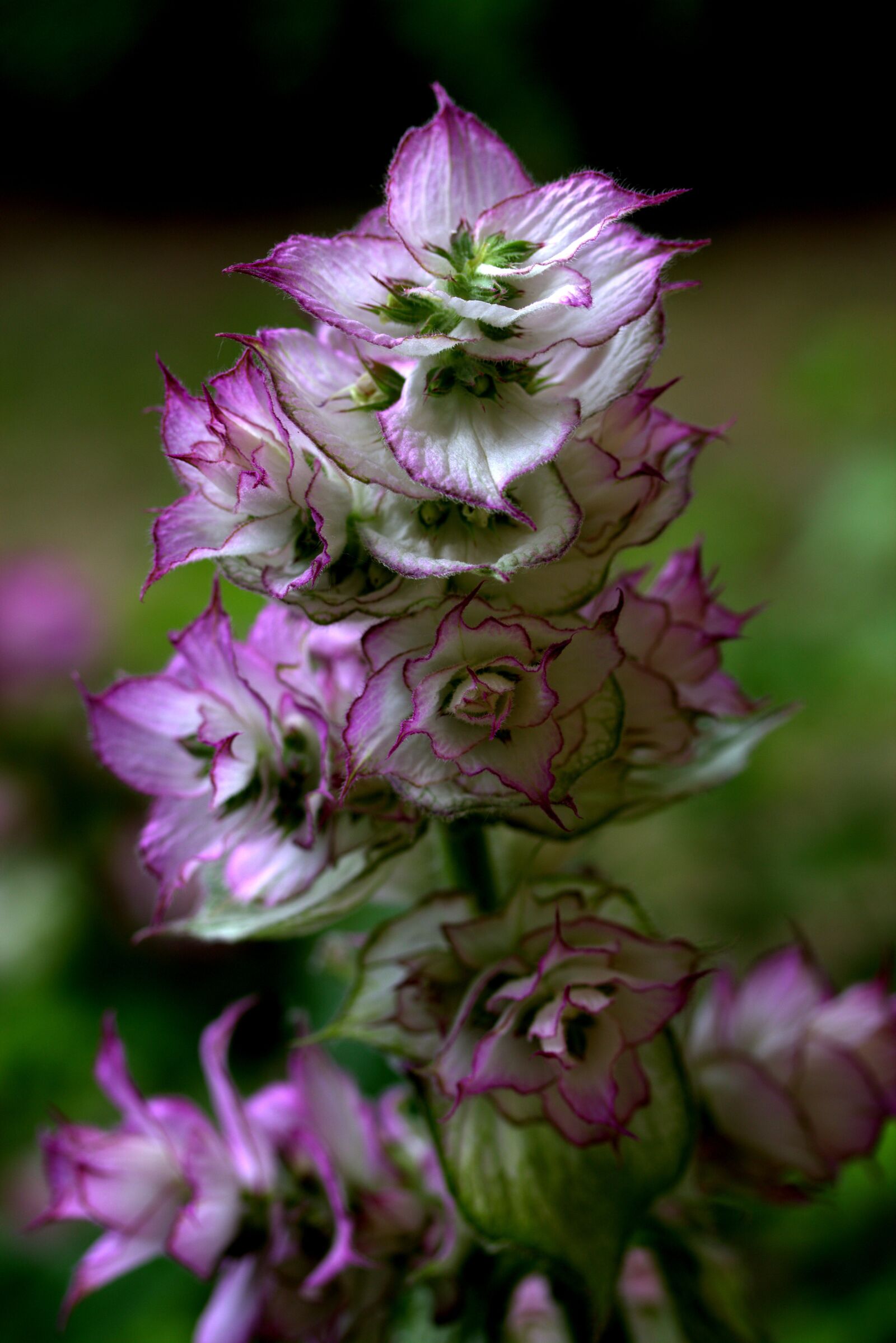Canon EF-S 60mm F2.8 Macro USM sample photo. Flower, mov, wild photography