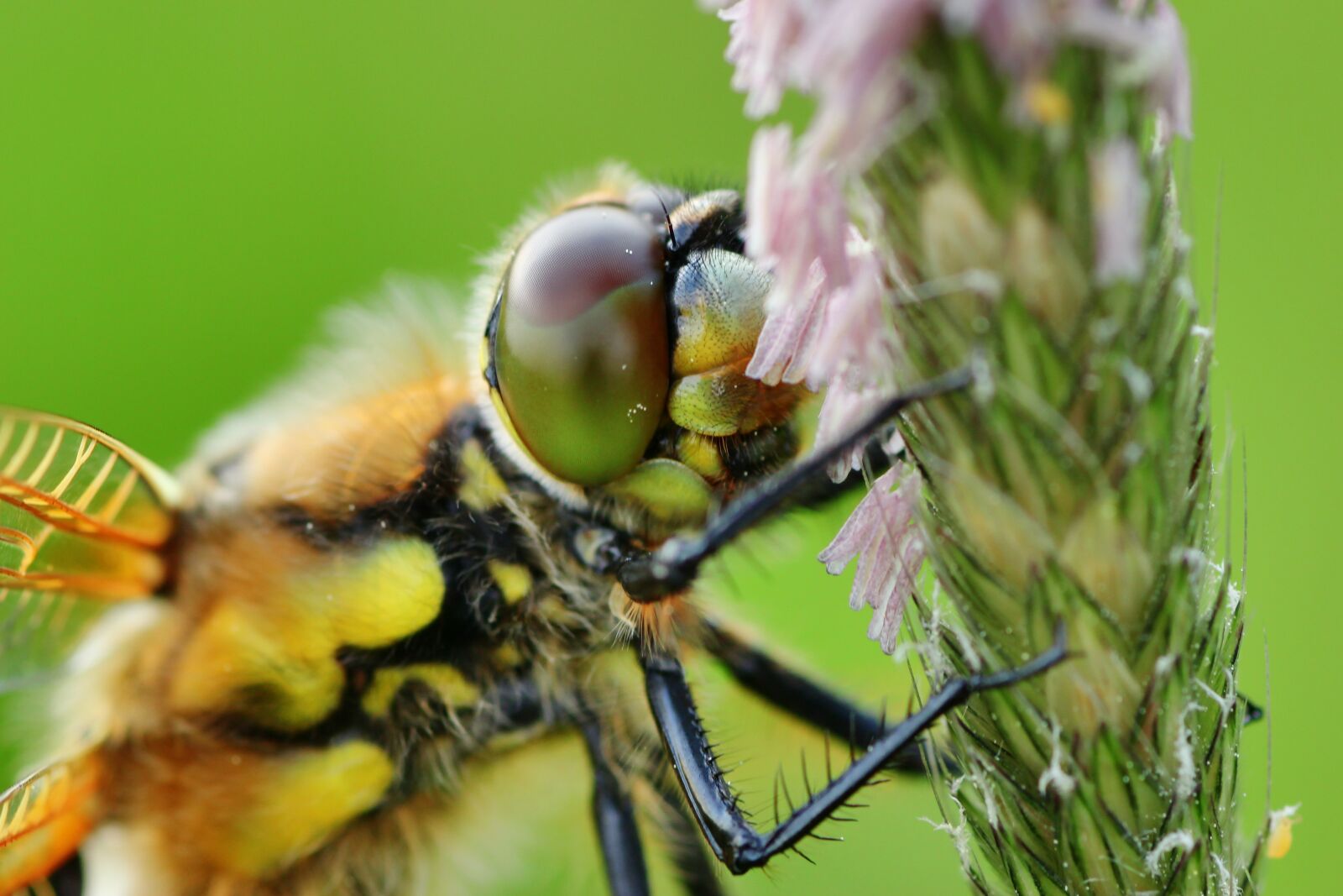 Tamron SP 90mm F2.8 Di VC USD 1:1 Macro sample photo. Dragonfly, four patch, sailing photography