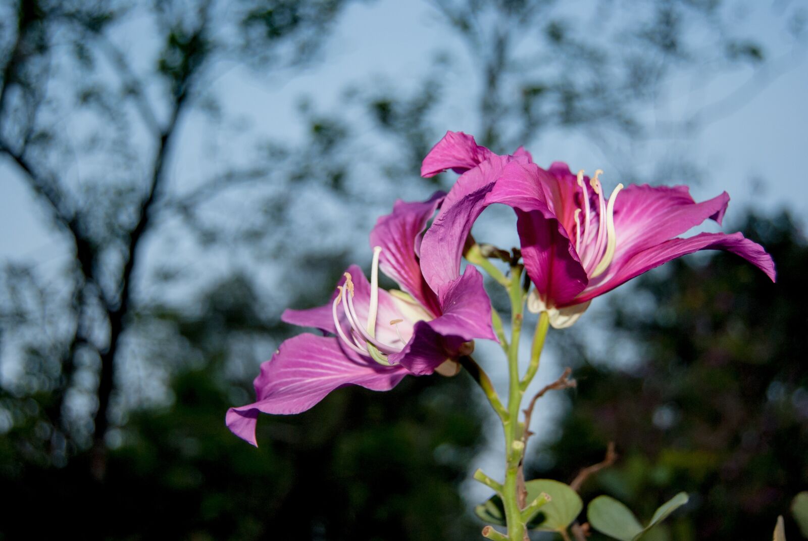 Nikon D3000 sample photo. Flowers, blossom crescent, kind photography