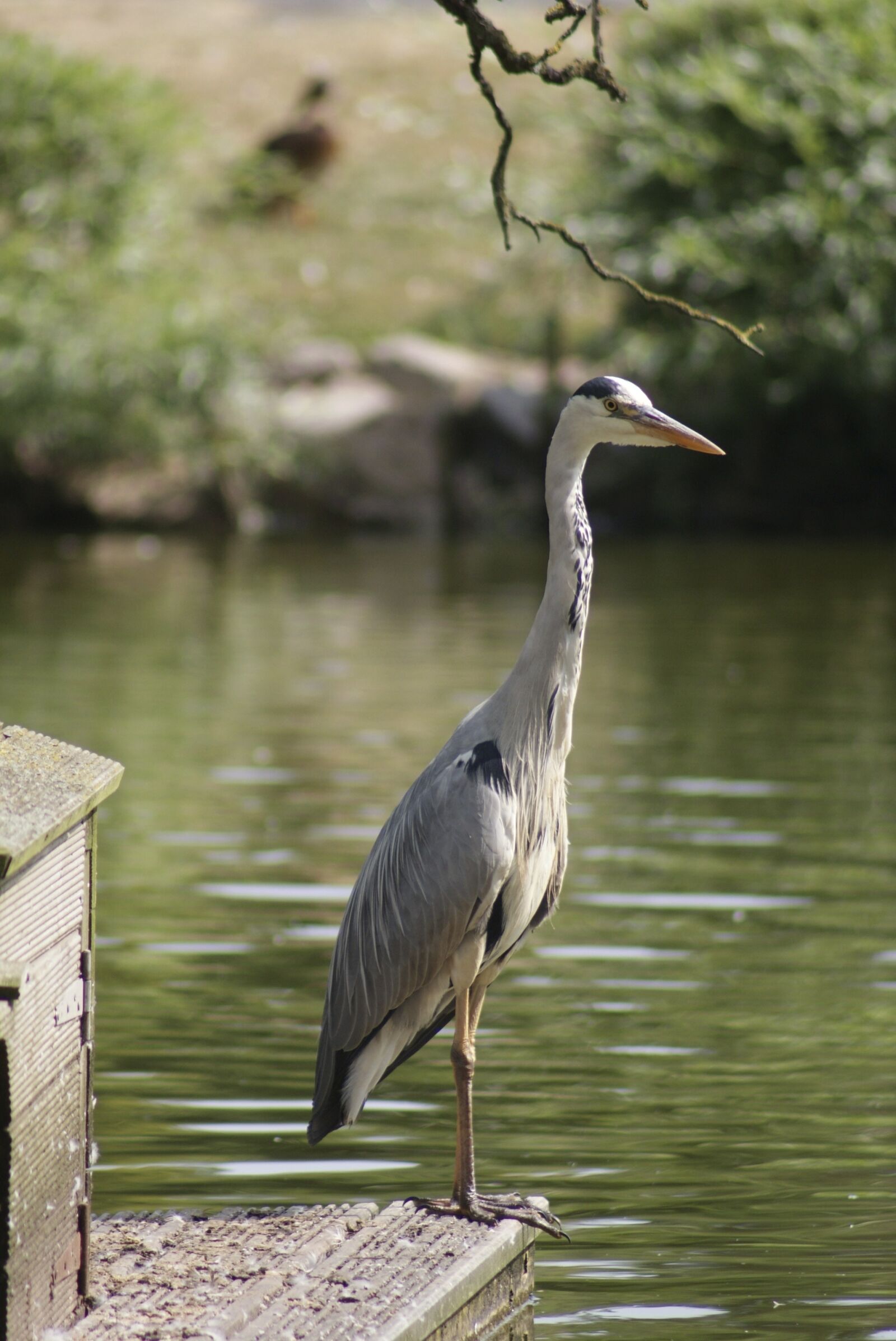 Sony Alpha DSLR-A200 sample photo. Heron, wildlife, bird photography