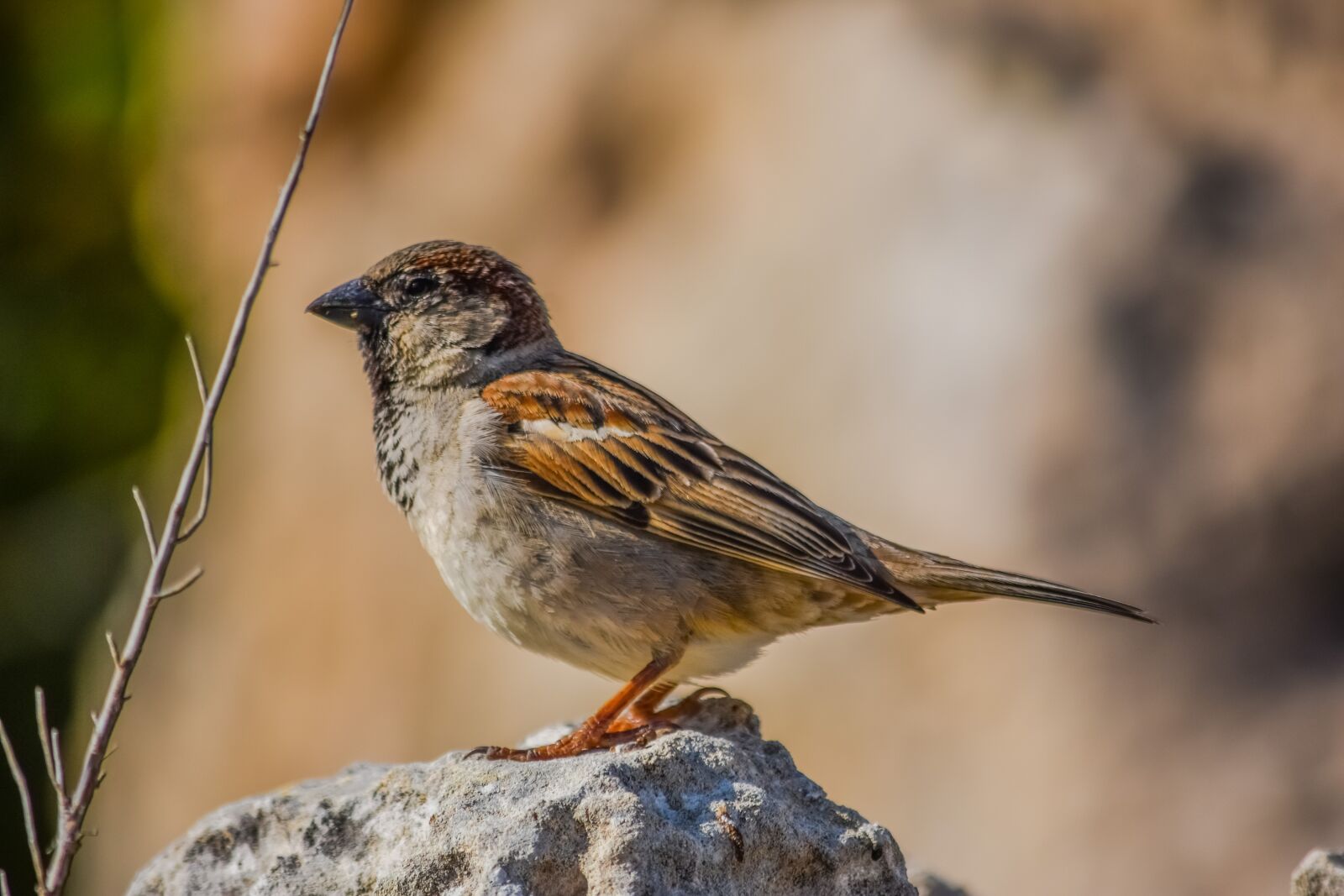 Nikon D3300 sample photo. Sparrow, nature, wildlife photography