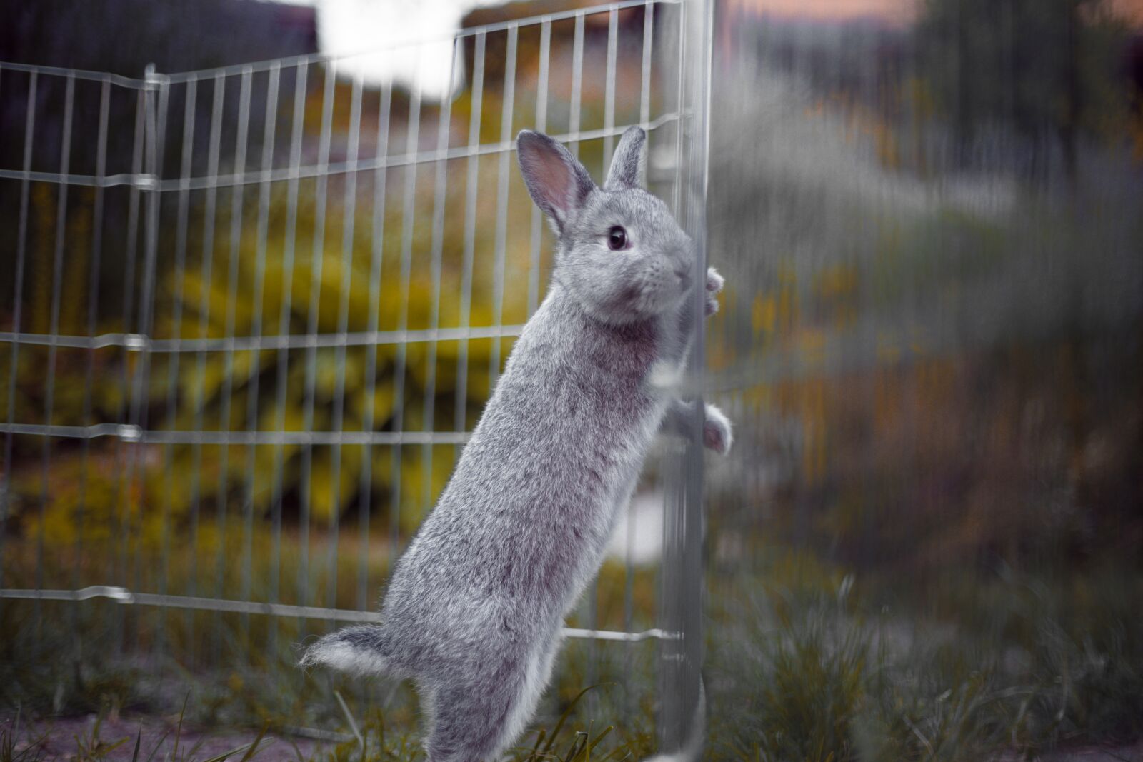 Canon EF 50mm F1.8 II sample photo. Rabbit, rodents, mammal photography