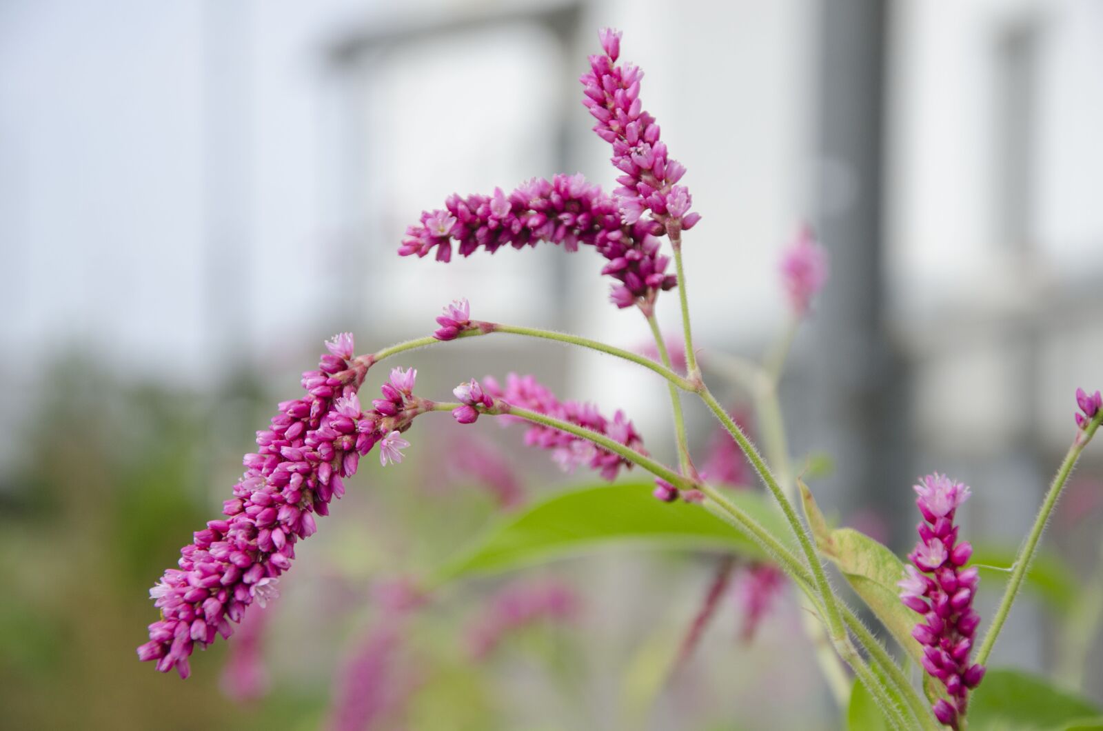 Nikon D7000 sample photo. Wind, flower, nature photography