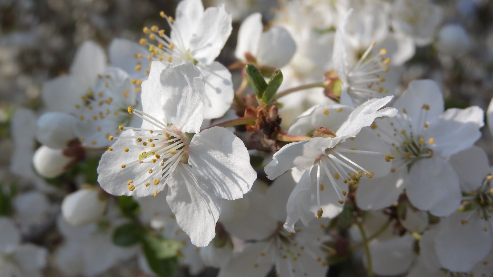 Nikon Coolpix P610 sample photo. White flowers, flowering tree photography