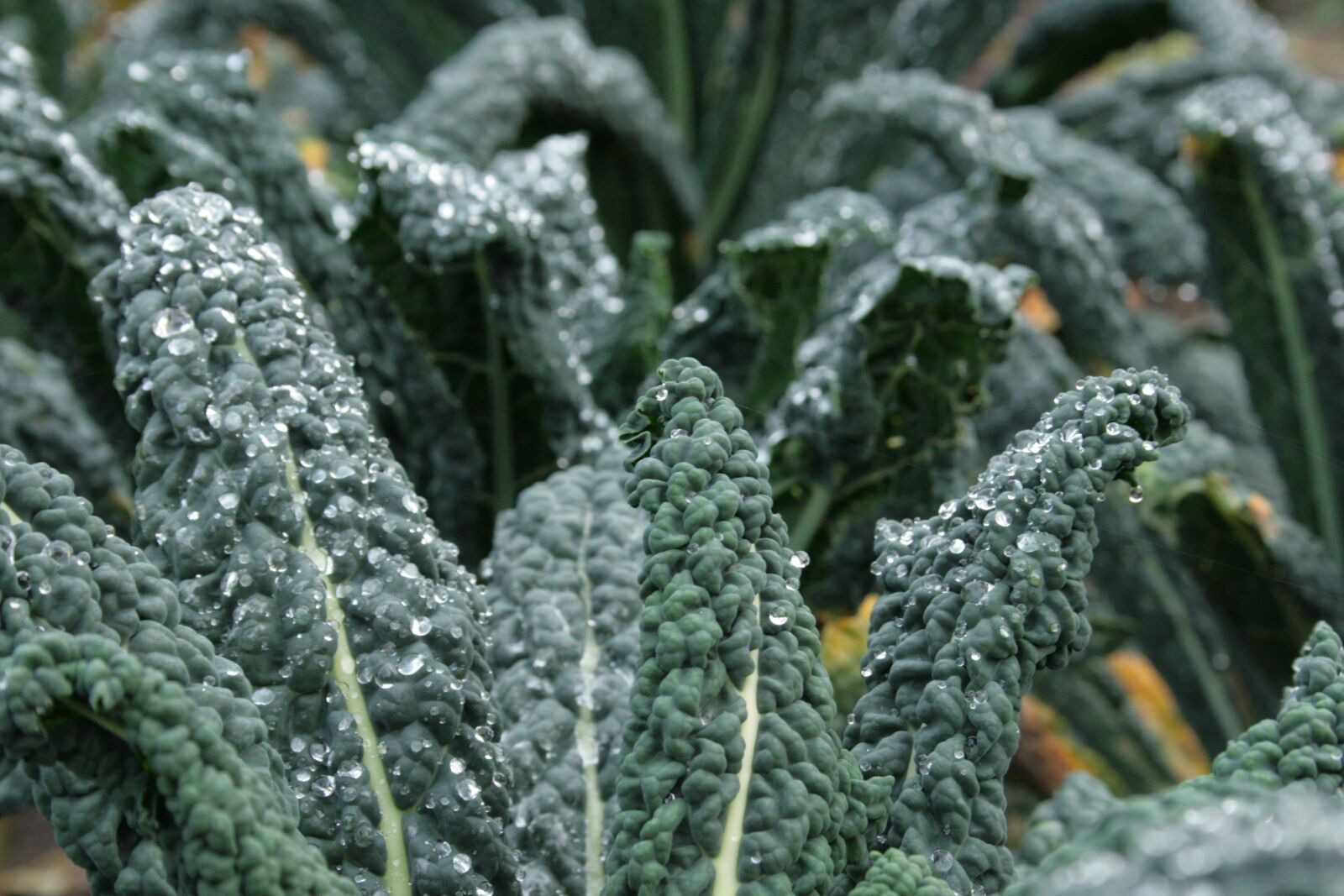Canon EOS 400D (EOS Digital Rebel XTi / EOS Kiss Digital X) sample photo. Kale, brassica oleracea, brassicaceae photography