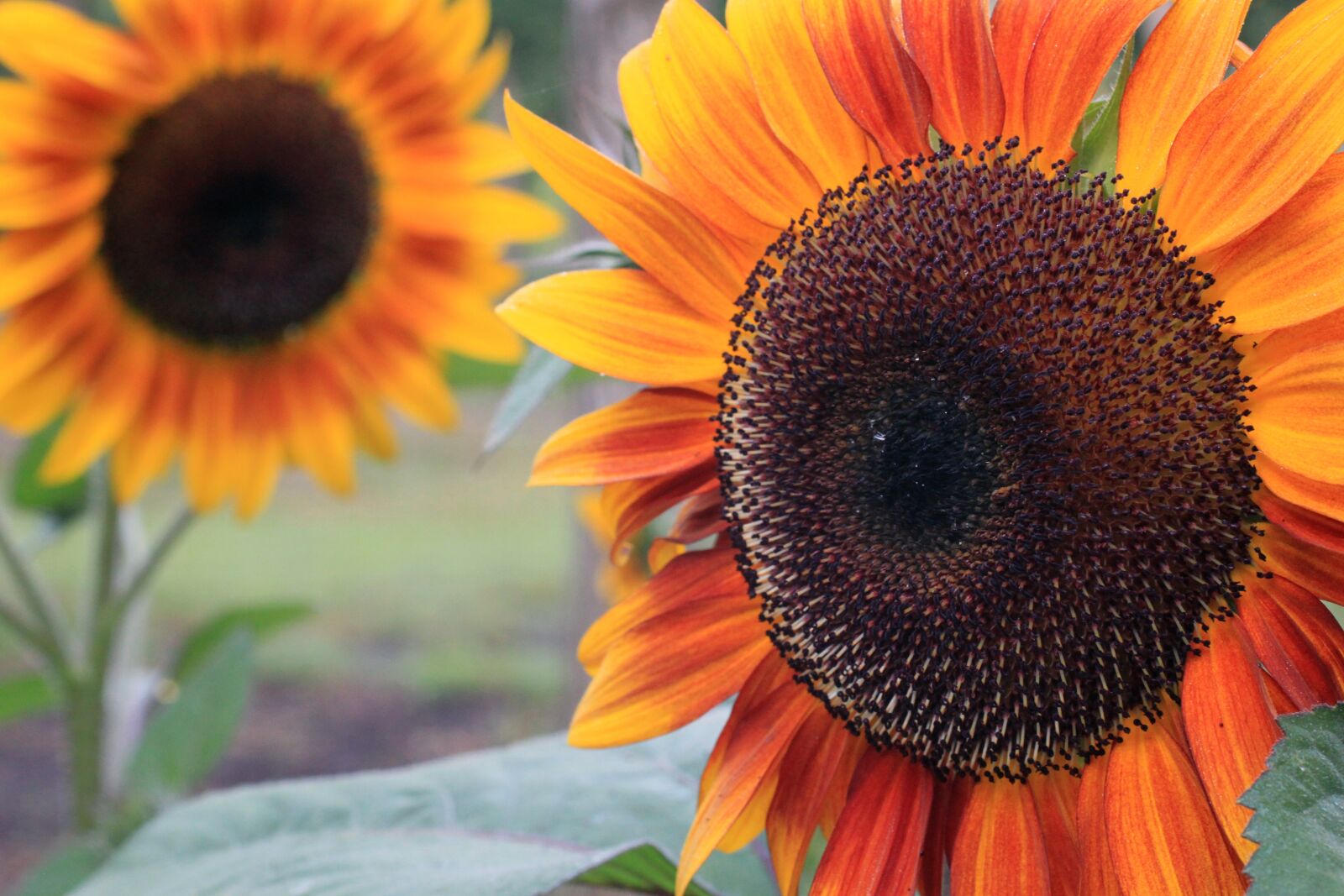 Canon EOS 500D (EOS Rebel T1i / EOS Kiss X3) sample photo. Sunflower, sunflowers, petal photography