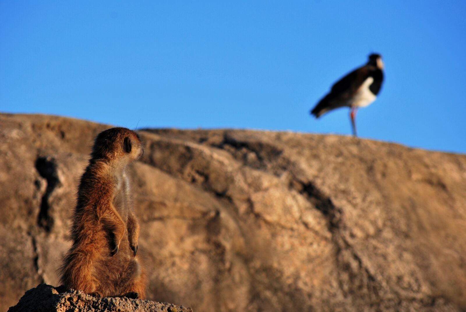 Nikon D60 sample photo. Nature, wild life, open photography