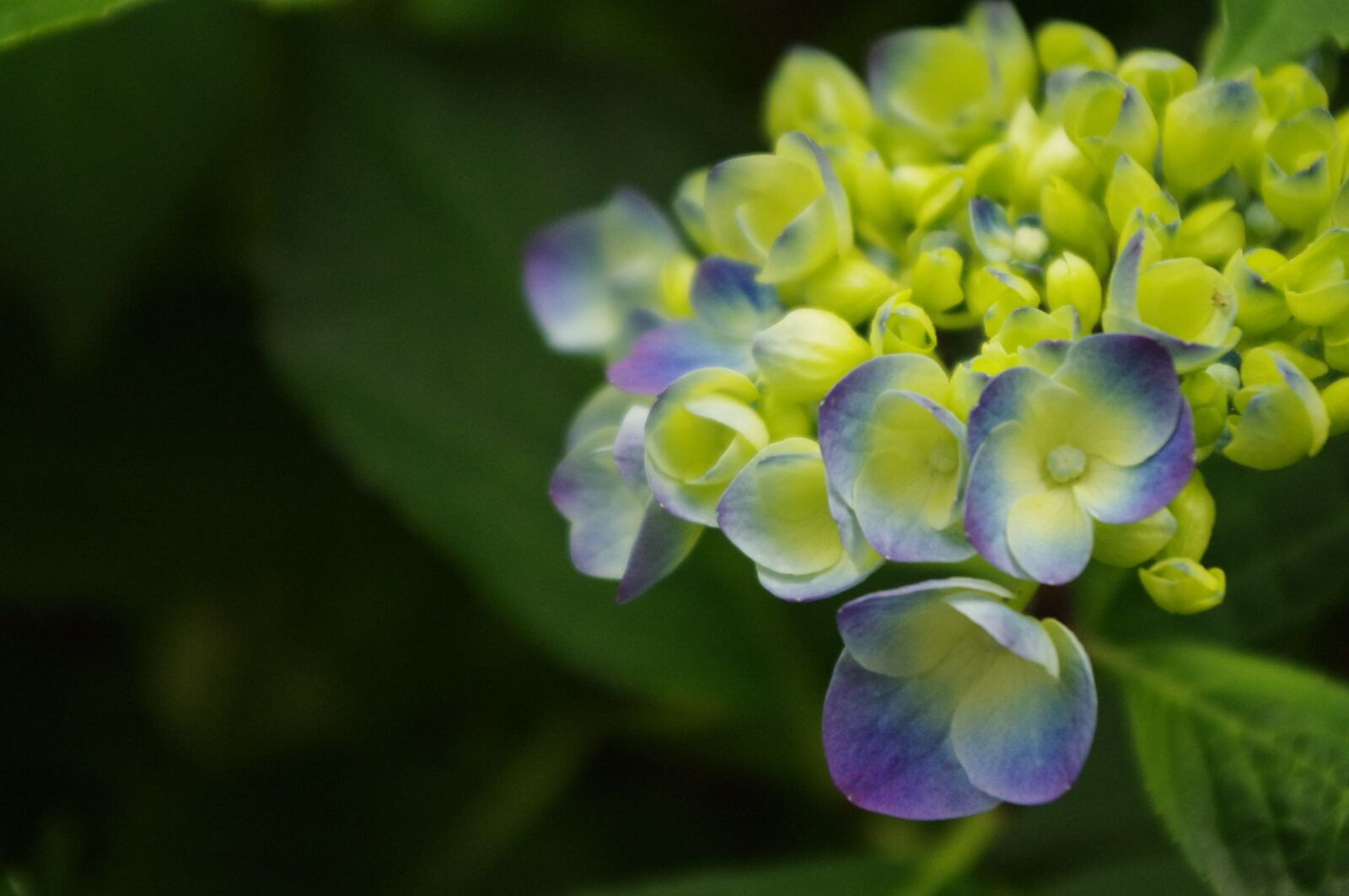 Pentax K-r sample photo. Hydrangea, flower, bloom photography
