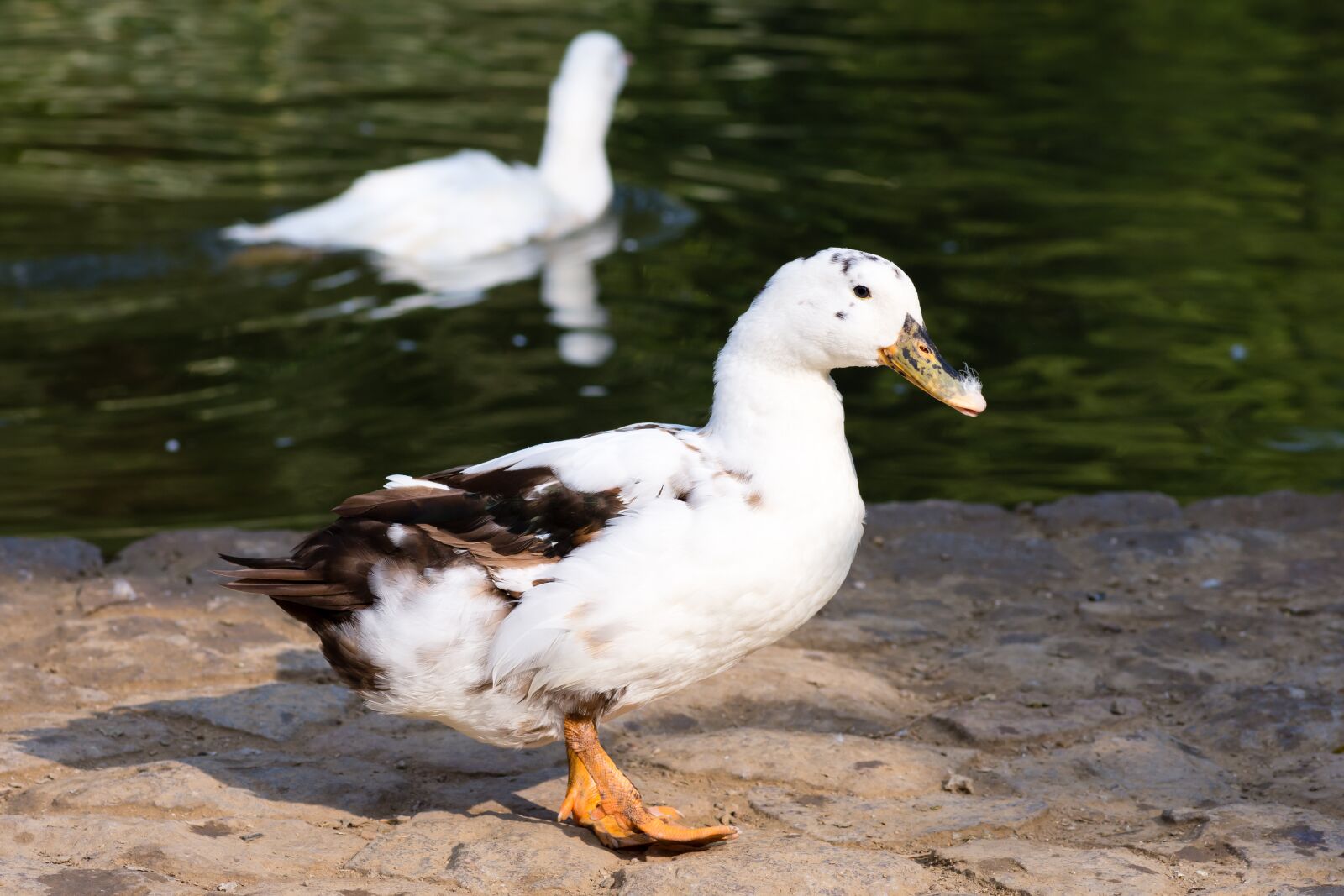 Nikon D7200 sample photo. Duck, bird, swan photography