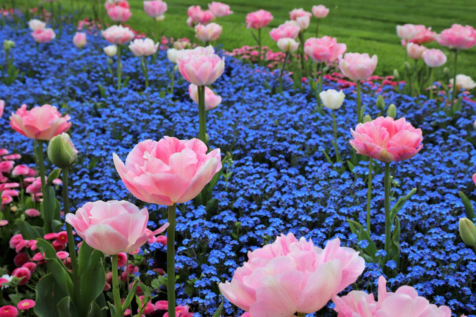 Canon EOS 200D (EOS Rebel SL2 / EOS Kiss X9) sample photo. Spring, pink tulips, blue photography