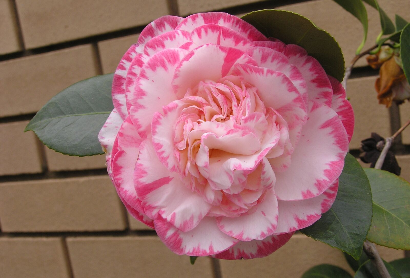 Olympus C750UZ sample photo. Camellia, flower, striped photography