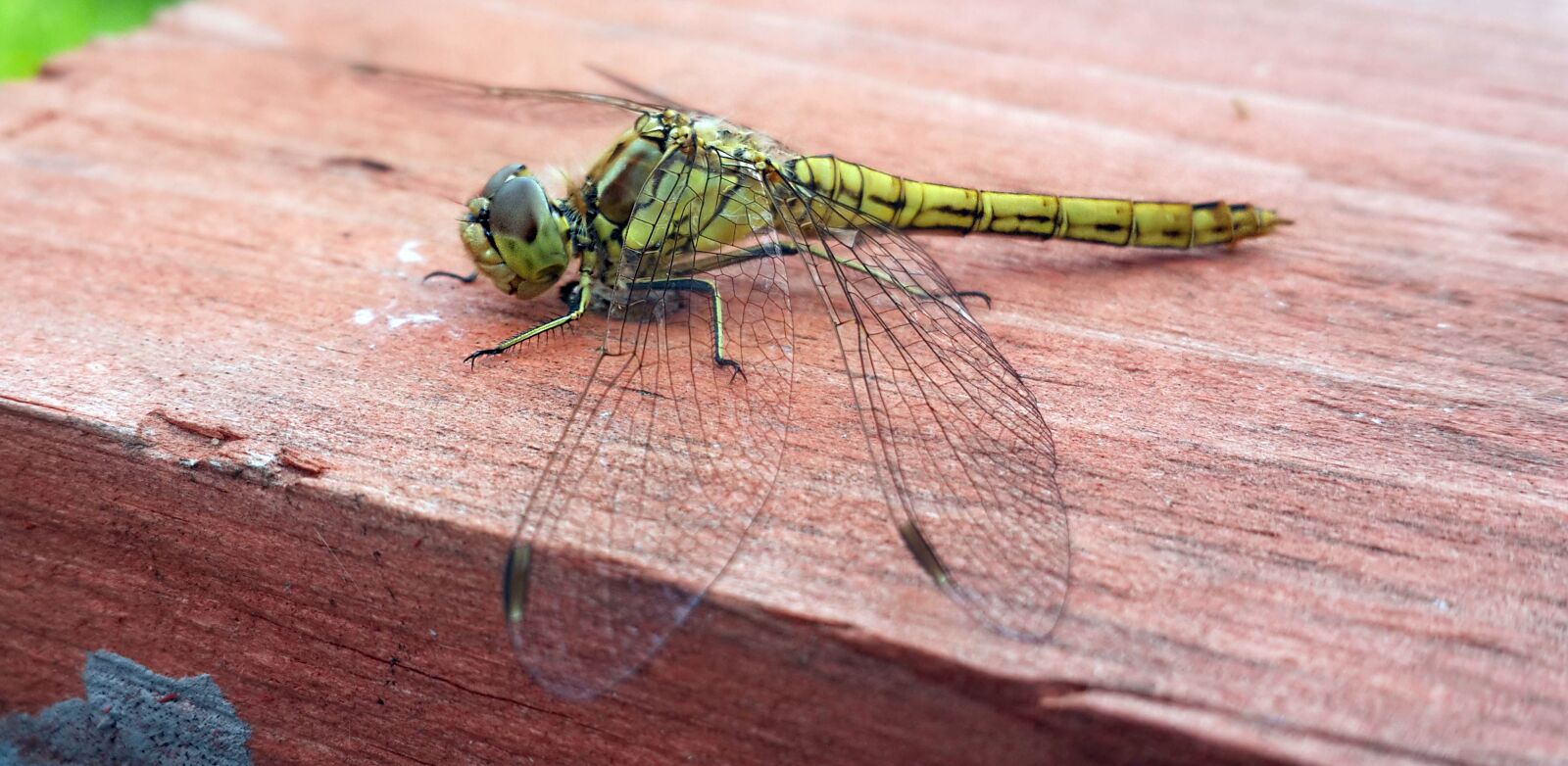 Samsung Galaxy S4 sample photo. Dragonfly, insect, animal photography