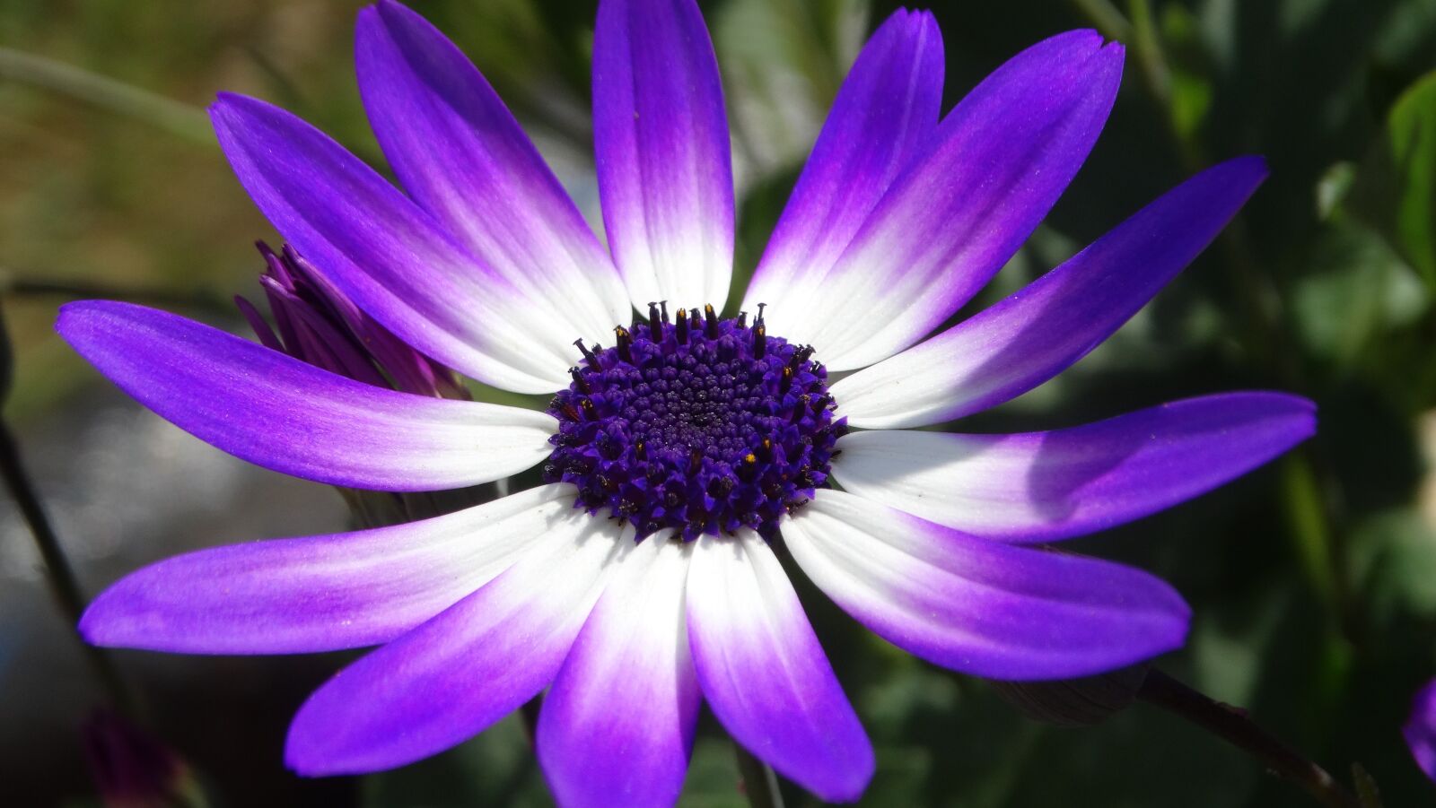 Sony Cyber-shot DSC-HX300 sample photo. Flower, pollen, bloom photography