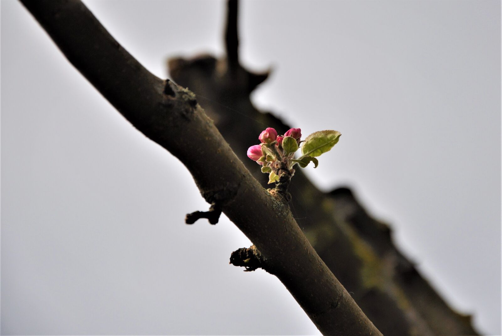 Nikon D90 sample photo. Apple blossom, delicate flower photography