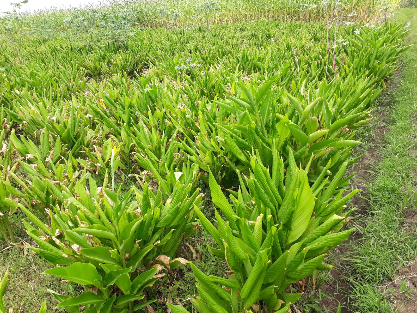 Samsung Galaxy J5 Prime sample photo. Plant, green, field photography