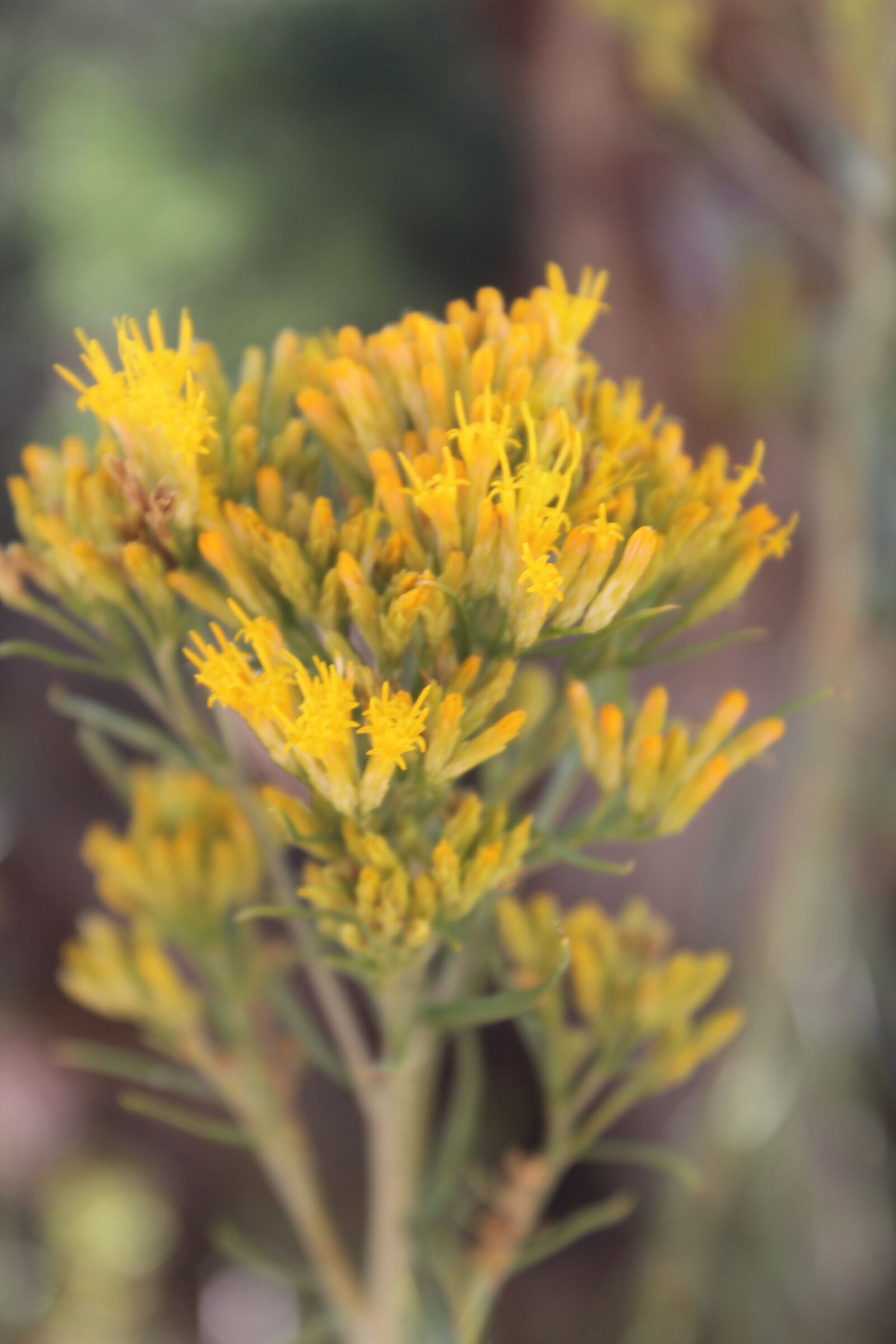 Canon EOS 600D (Rebel EOS T3i / EOS Kiss X5) sample photo. Yellow, desert, flower photography