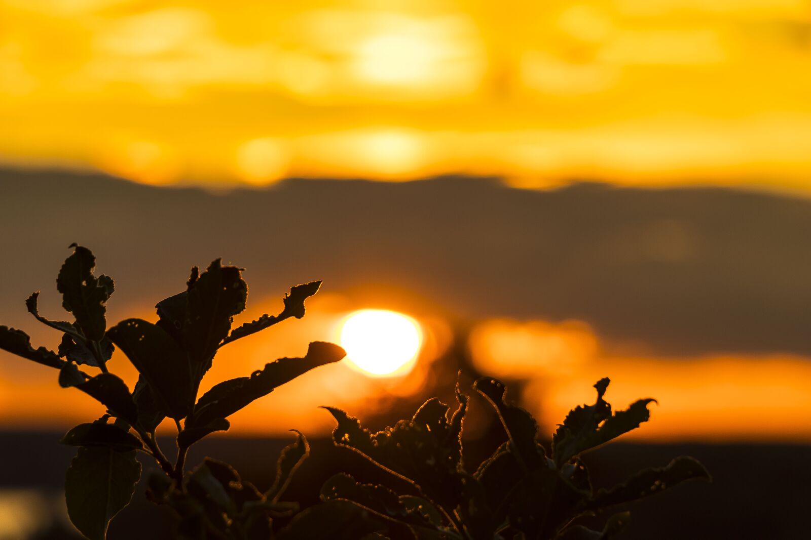 Canon EOS 80D sample photo. The sun, sunset, west photography
