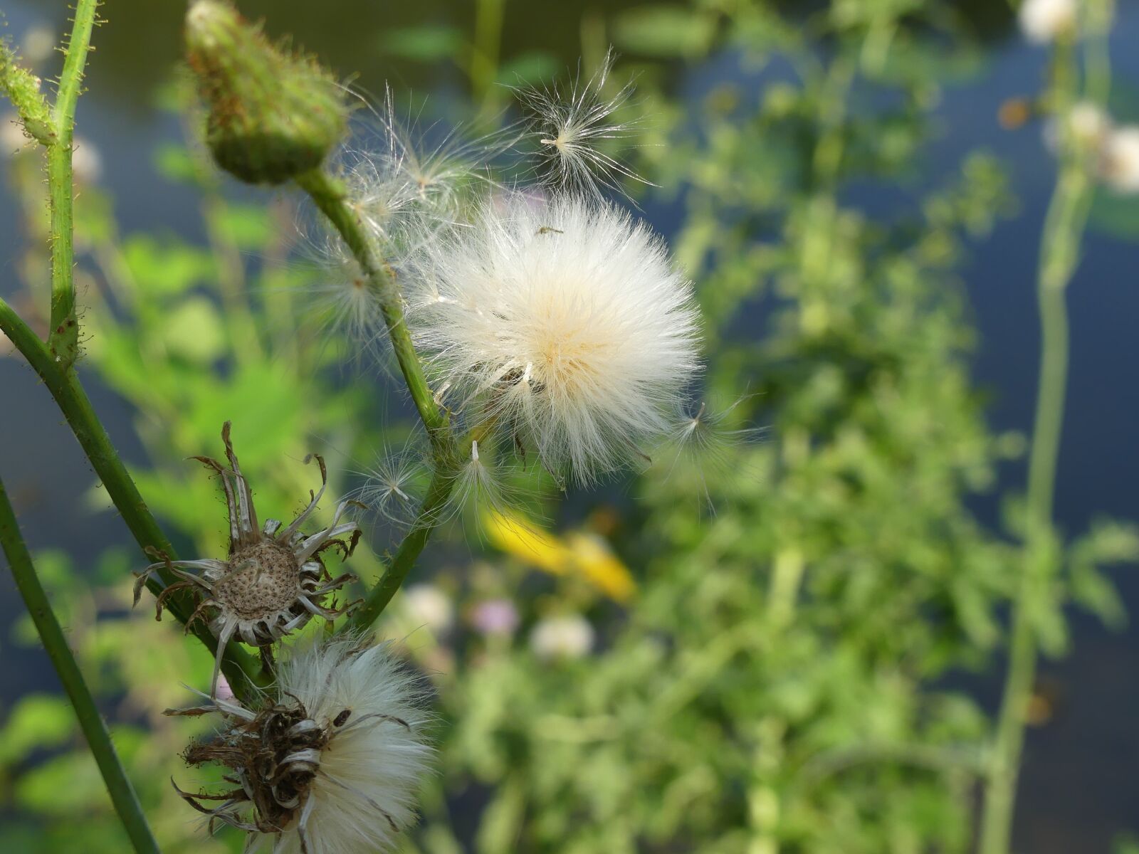 Panasonic Lumix DMC-FZ300 sample photo. Dandelion, faded, plant photography