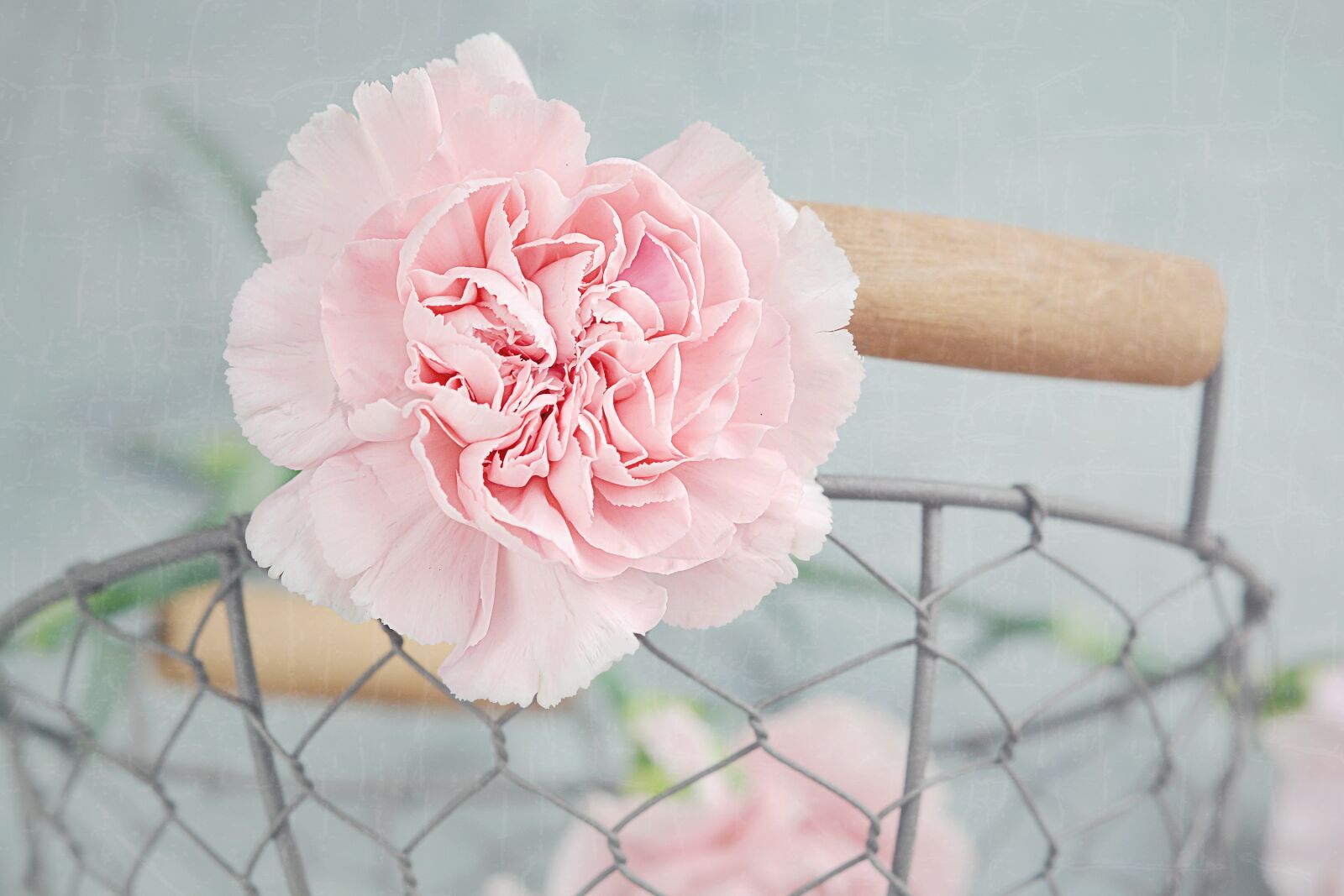Nikon D7100 sample photo. Carnation, flower, blossom photography