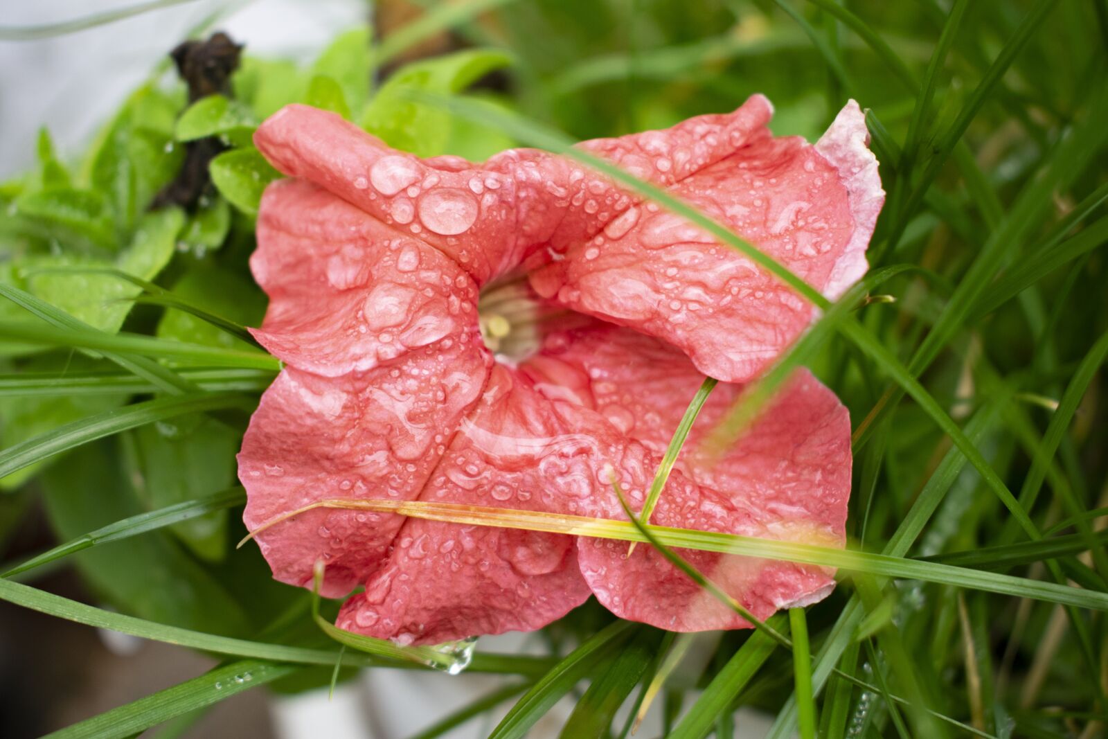 Nikon D5300 sample photo. Flower, rain, tr photography