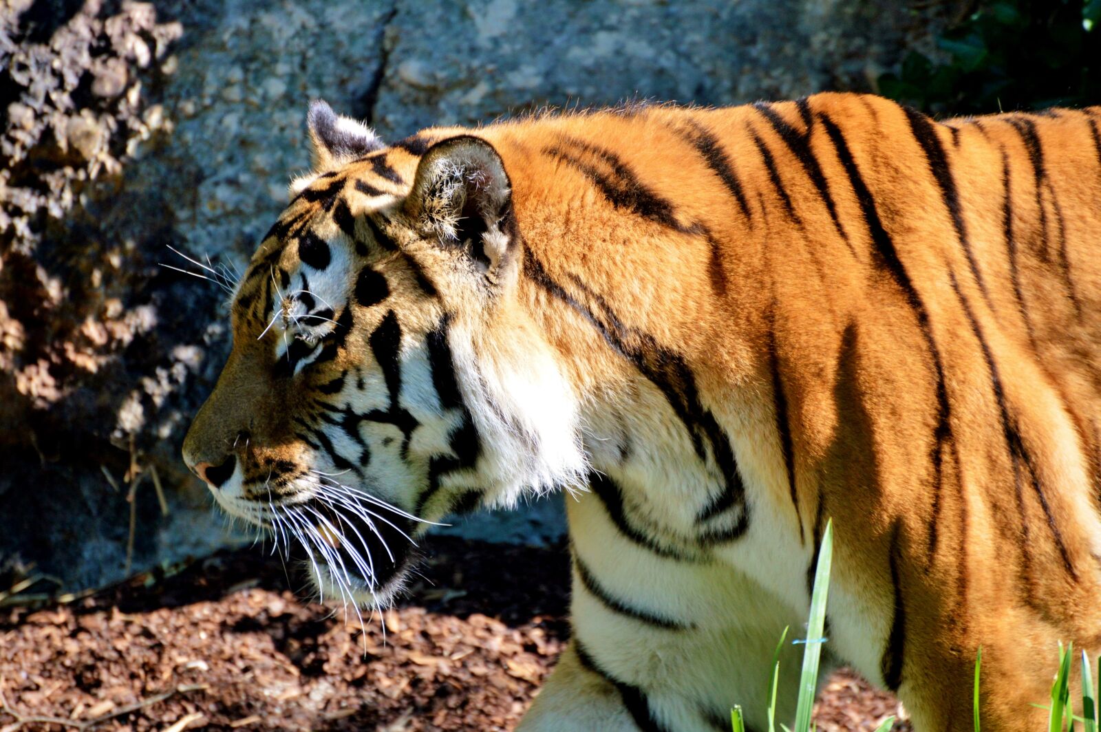 Nikon D3200 sample photo. Tiger, big cat, cat photography