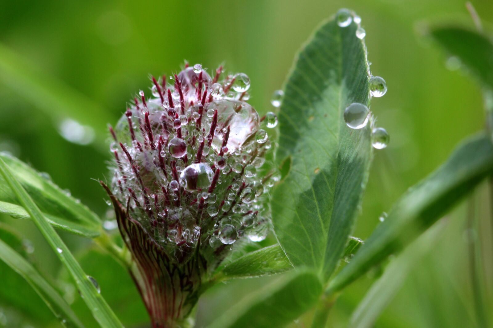 Canon EOS 650D (EOS Rebel T4i / EOS Kiss X6i) sample photo. Klee, trifolium, red clover photography