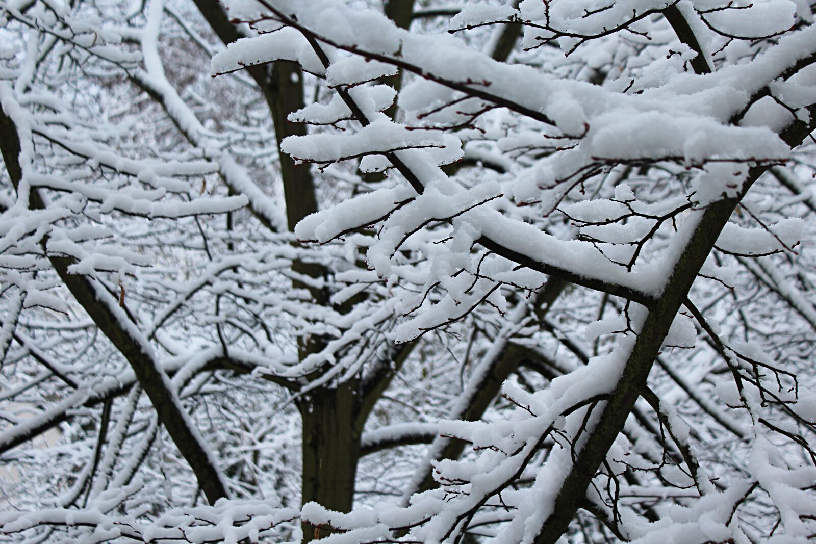 Canon EOS 1200D (EOS Rebel T5 / EOS Kiss X70 / EOS Hi) sample photo. Snow, snowflakes, winter photography