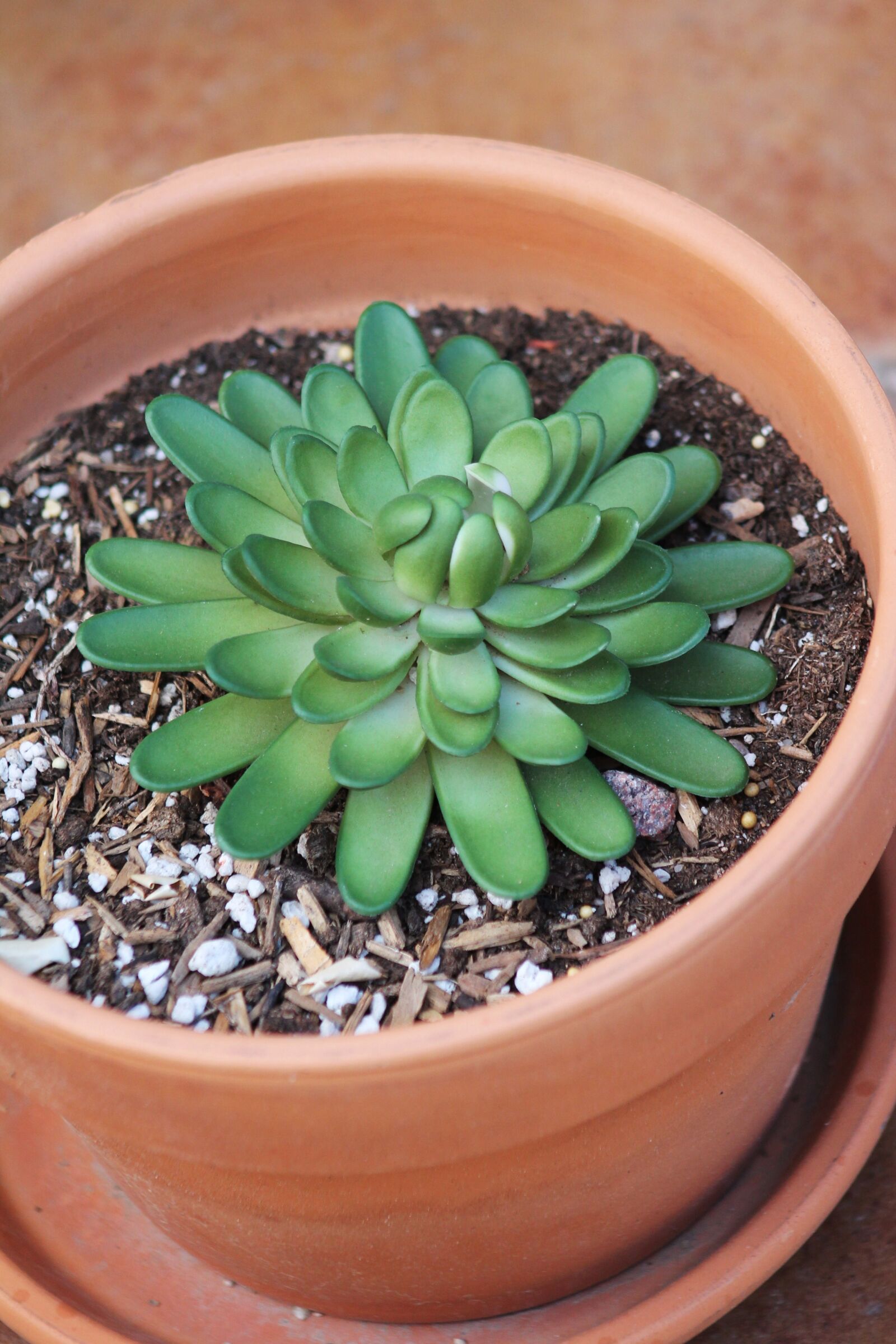 Canon EF 75-300mm f/4-5.6 sample photo. Southwestern plant, flower pot photography