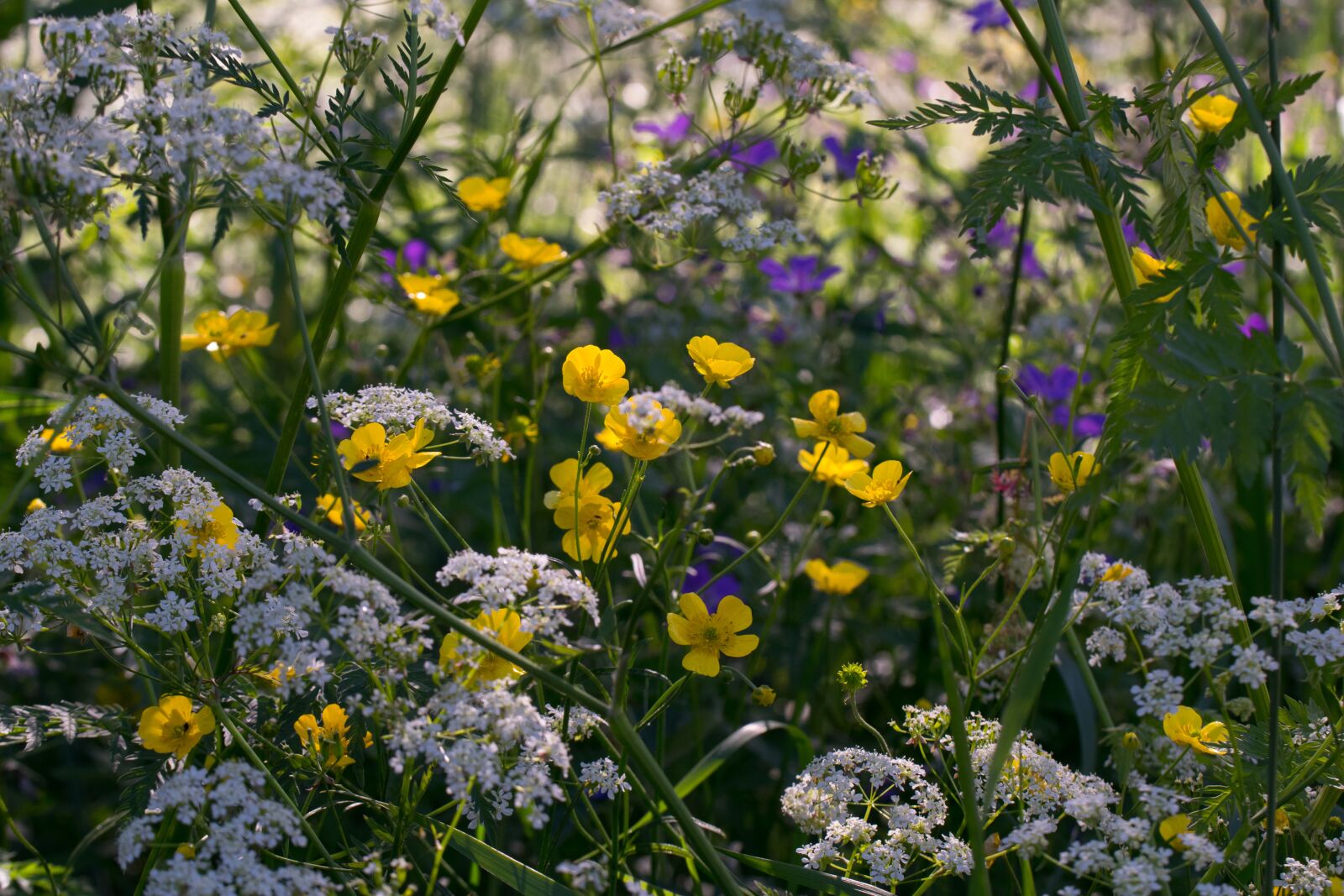 Nikon D3300 sample photo. Nature, summer, meadow flower photography
