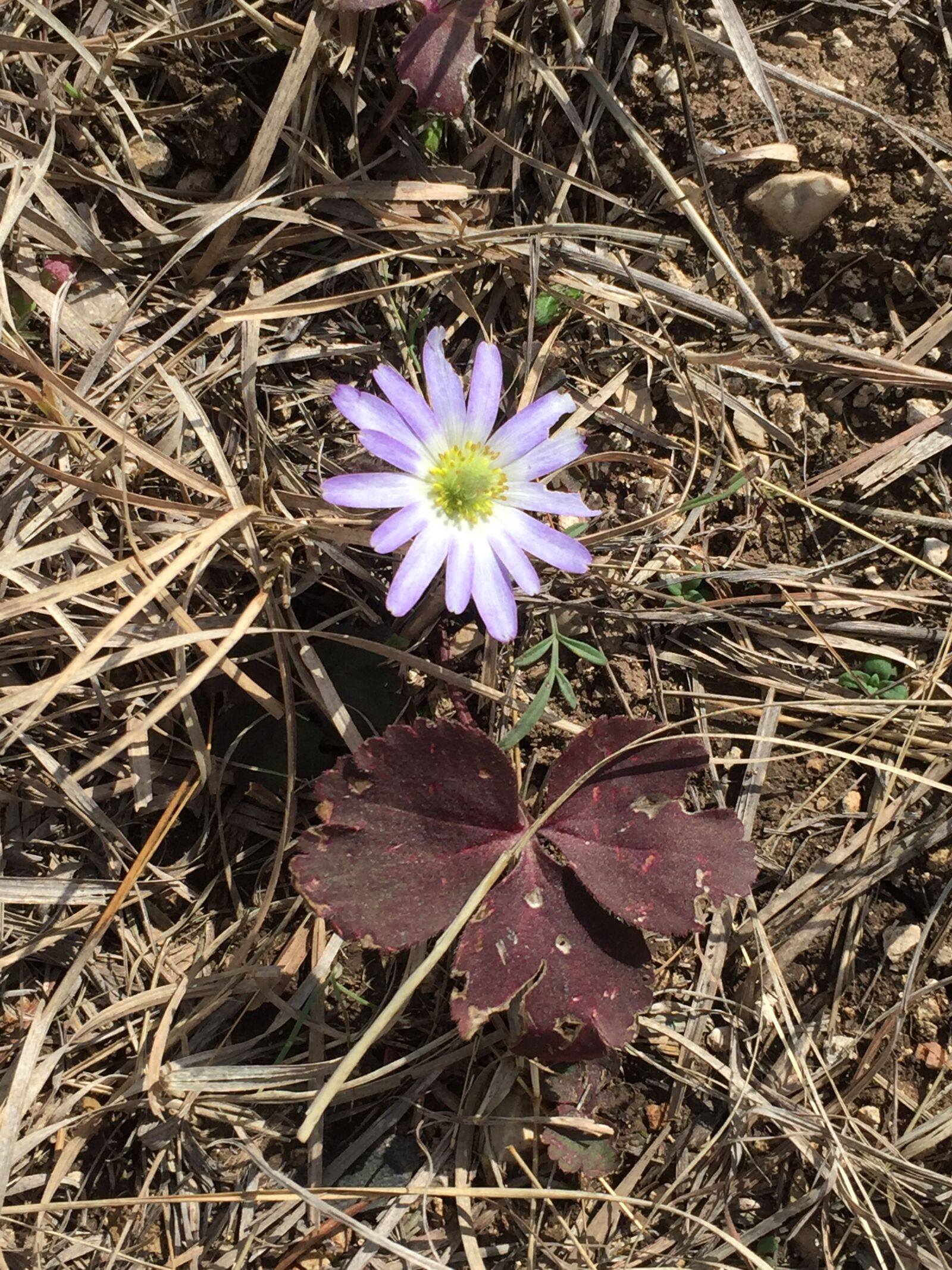 iPhone 6 back camera 4.15mm f/2.2 sample photo. Native, texas, wildflower photography