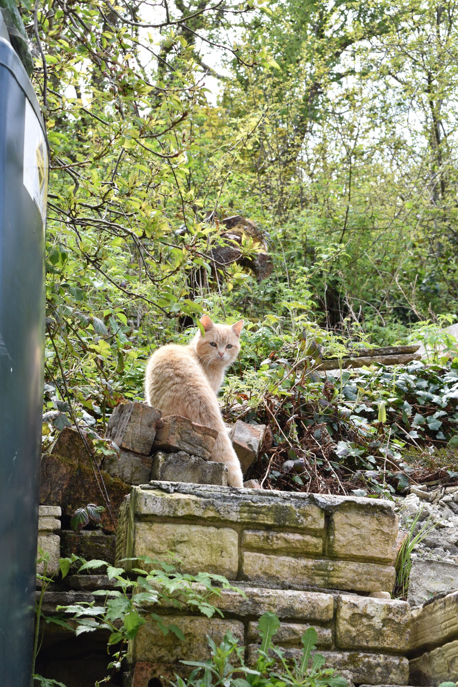 Nikon D5500 sample photo. Tom cat, silhouette, cat photography