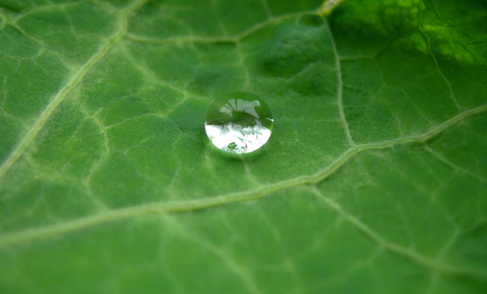 Nikon E7600 sample photo. Rain, raindrop, water droplet photography