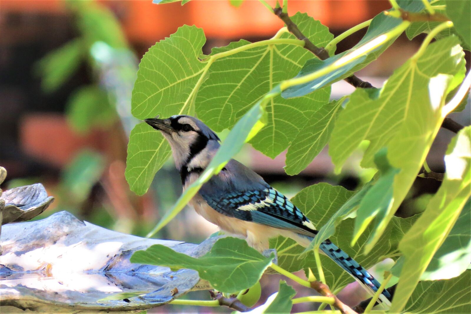 Canon PowerShot SX50 HS sample photo. Bird, blue and white photography