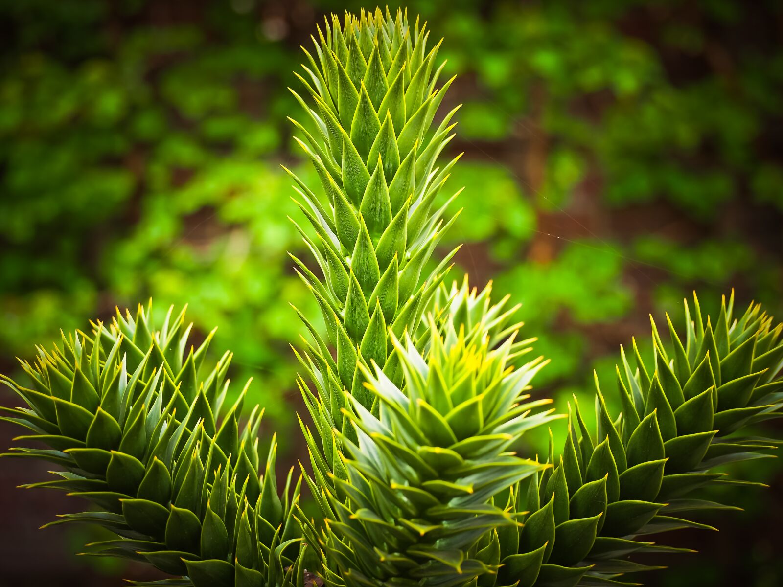 Olympus OM-D E-M10 sample photo. Arancarie, palm, holly photography