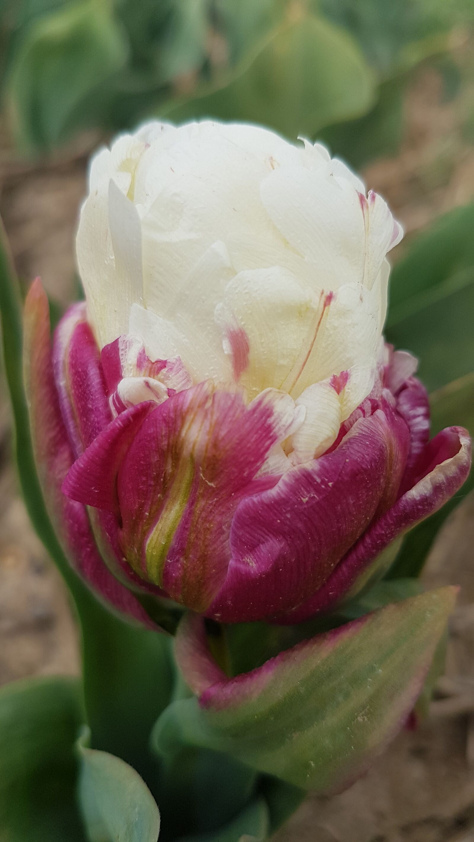 Samsung Galaxy S7 sample photo. Nature, spring, flora photography