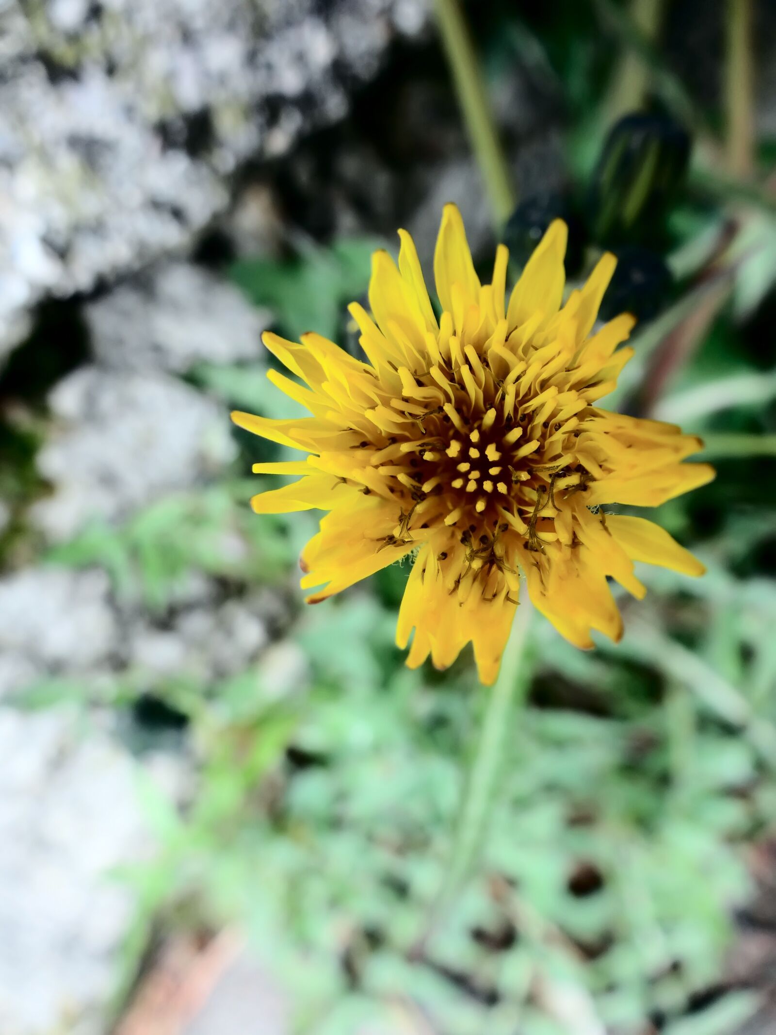 Sony Cyber-shot DSC-HX20V sample photo. Flowers, yellow, flower photography