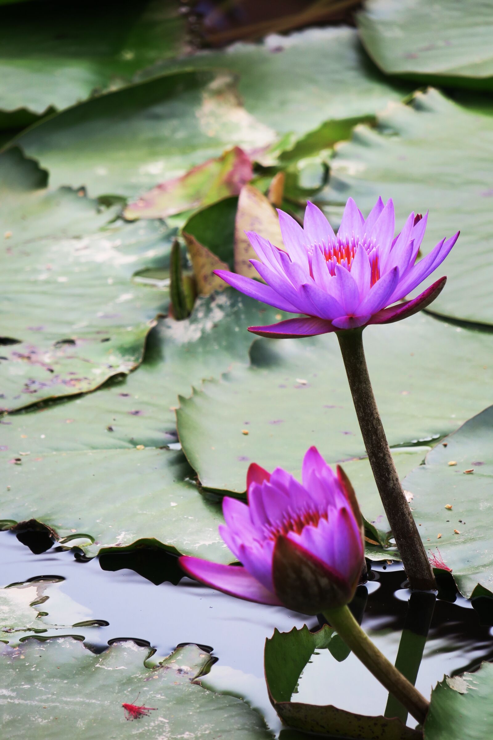Canon PowerShot G3 X sample photo. Pond, lotus, aquatic plants photography