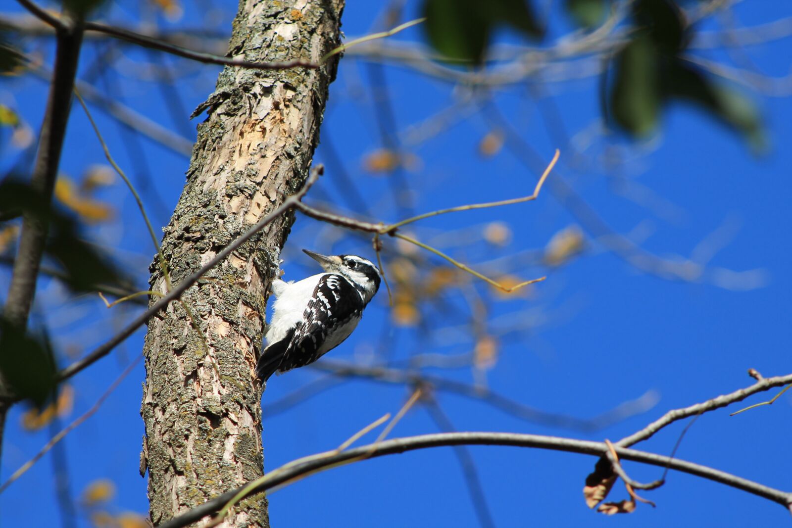 Canon EOS 1100D (EOS Rebel T3 / EOS Kiss X50) sample photo. Bird, pic-bois, tree photography