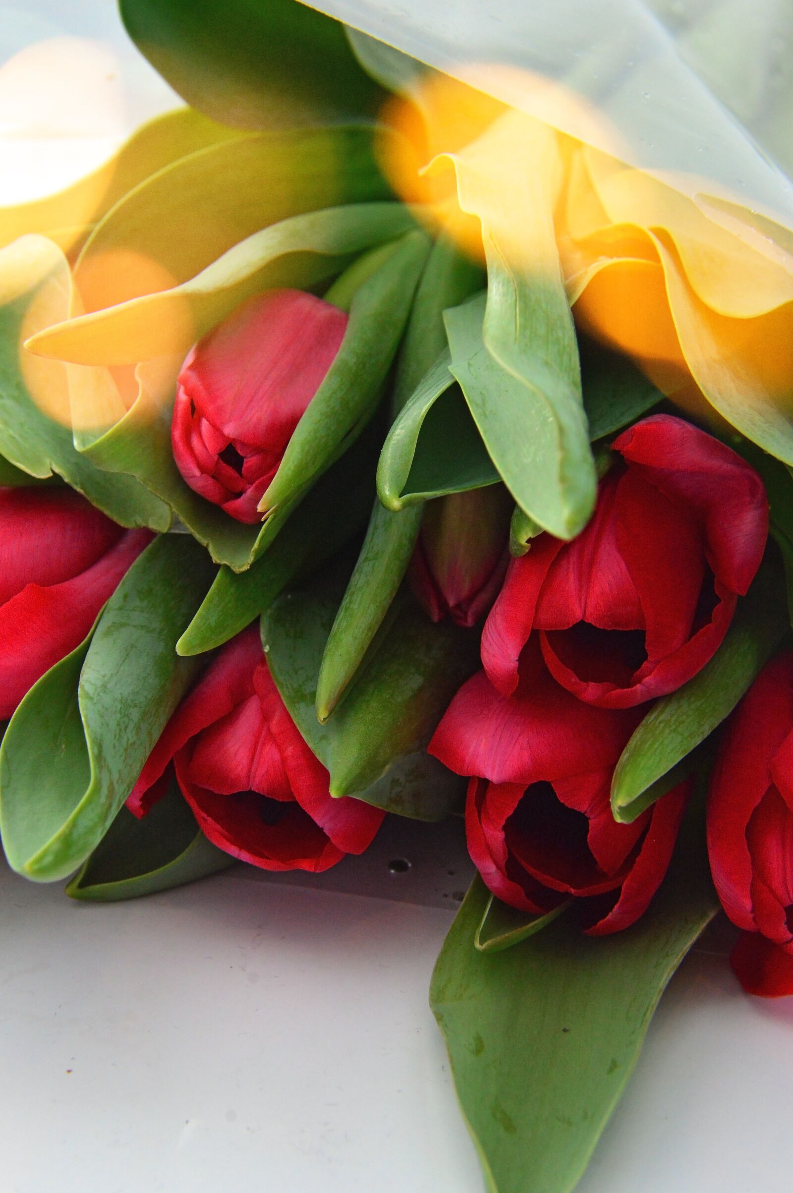 Nikon D3200 sample photo. Flower, tulip, nature photography
