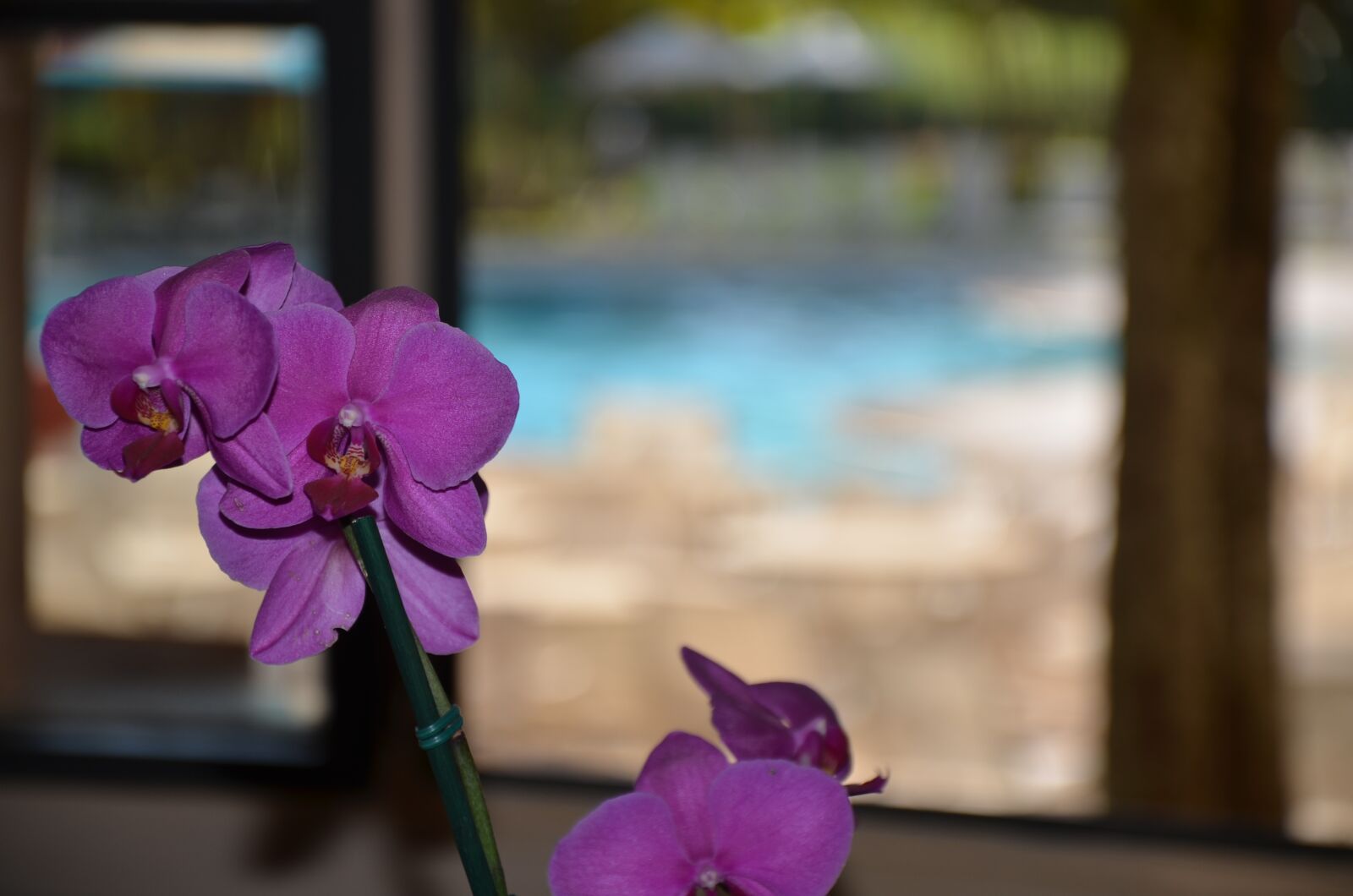 Nikon D7000 sample photo. Flower, window, orquidea photography