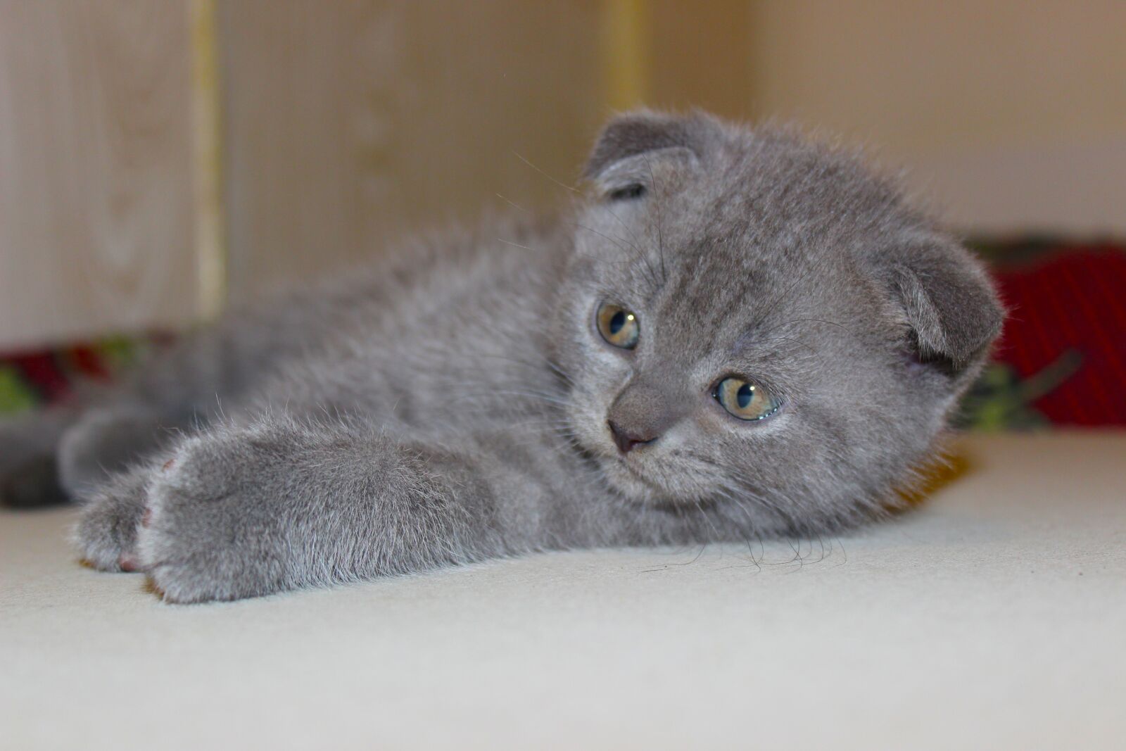 Canon EOS 600D (Rebel EOS T3i / EOS Kiss X5) sample photo. Cat, kitten, feline photography