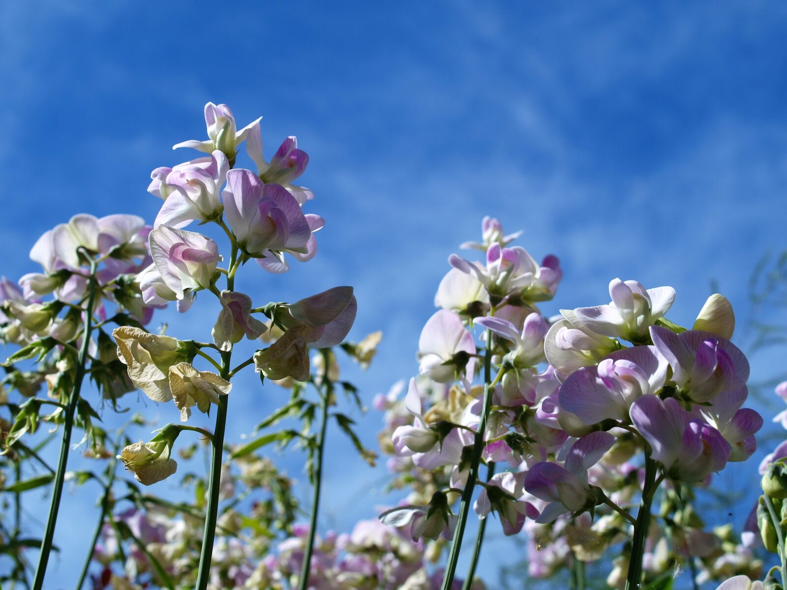Olympus E-520 (EVOLT E-520) sample photo. Flowers, sky, summer photography